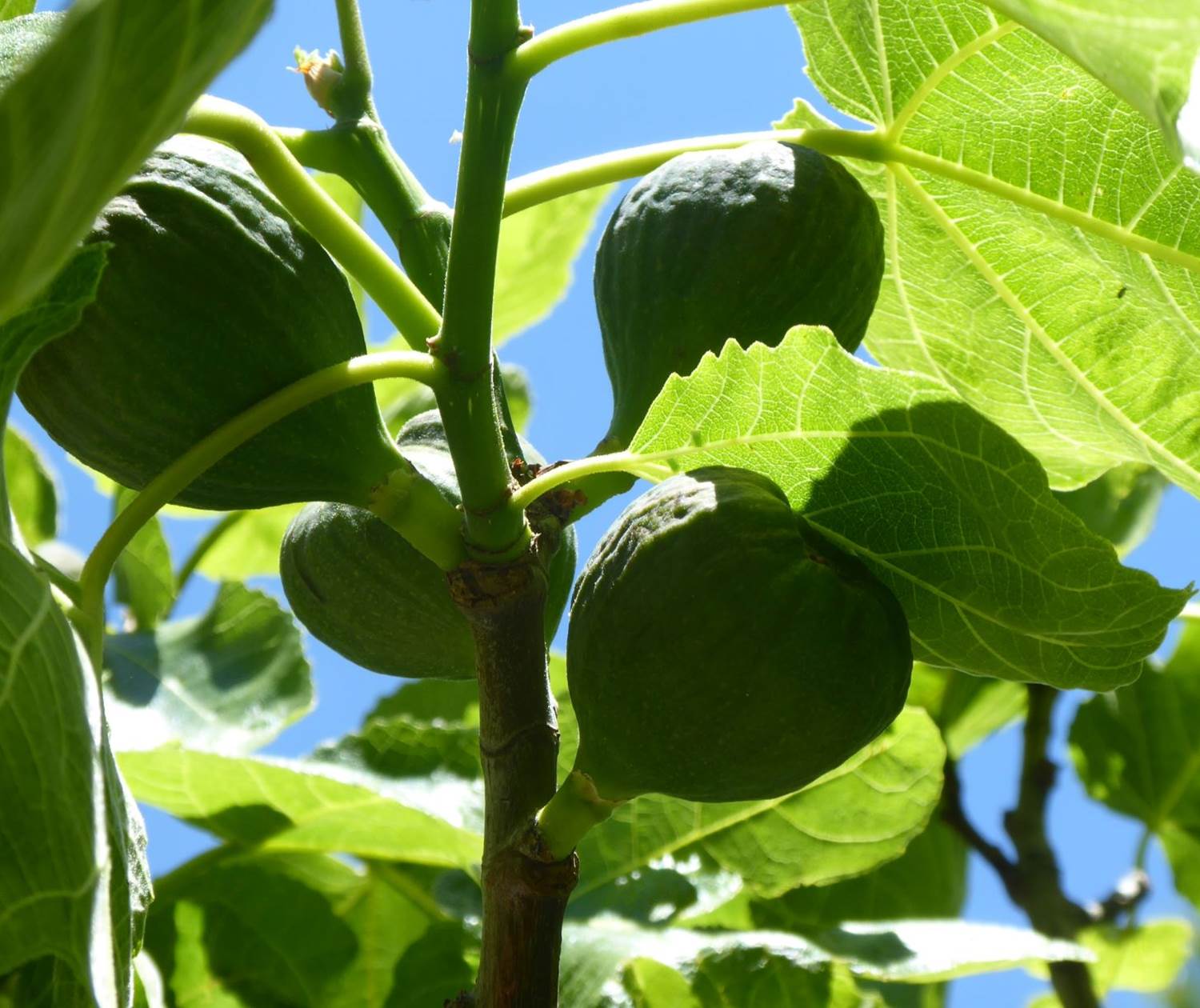 Figues du jardin