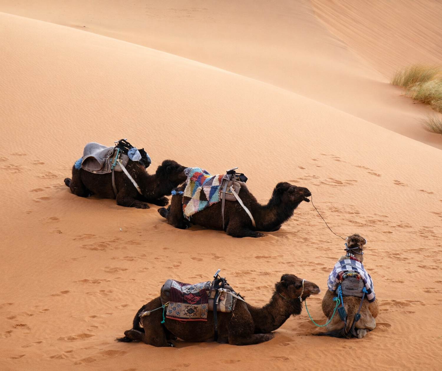 Le repos des dromadaires