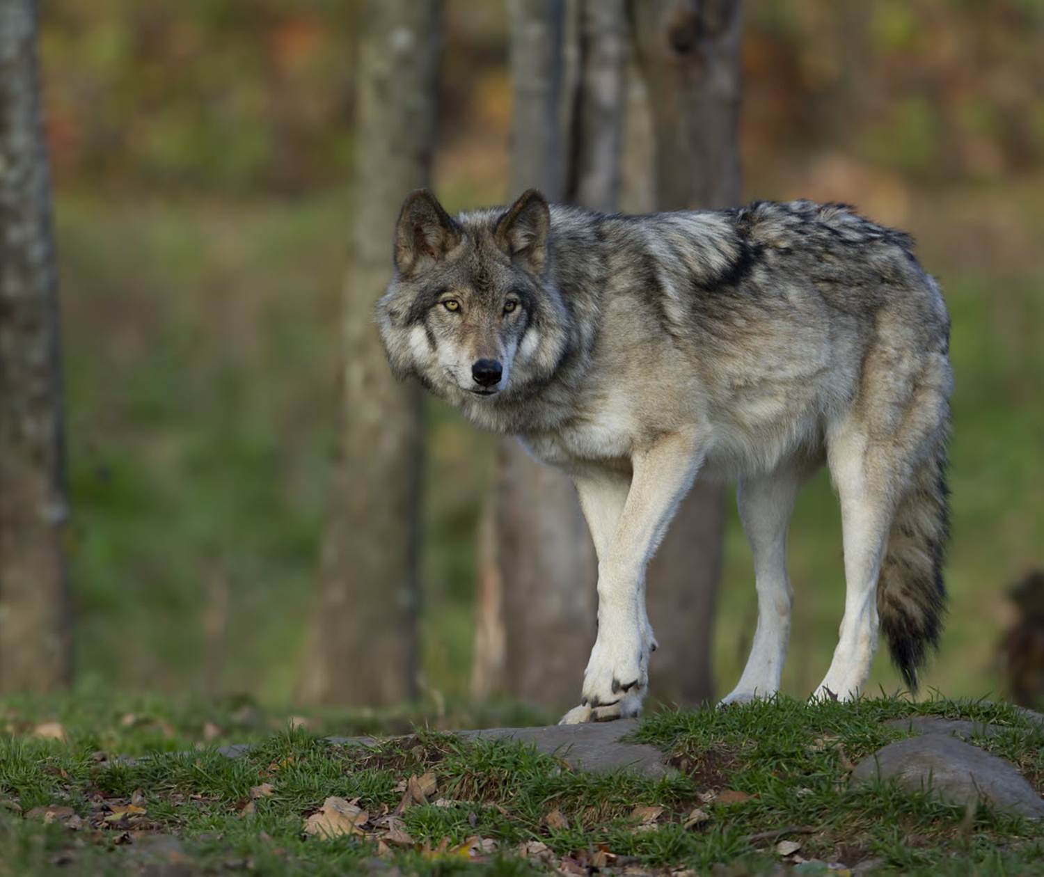 Loup nature natura 2000 animaux faune correze