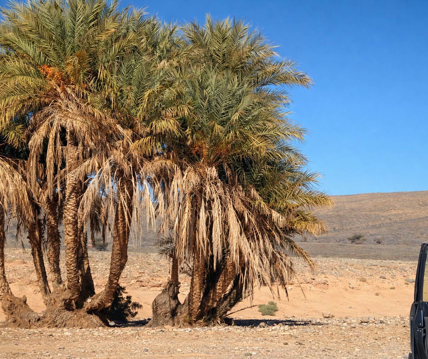 Petite pause près des palmiers-dattiers