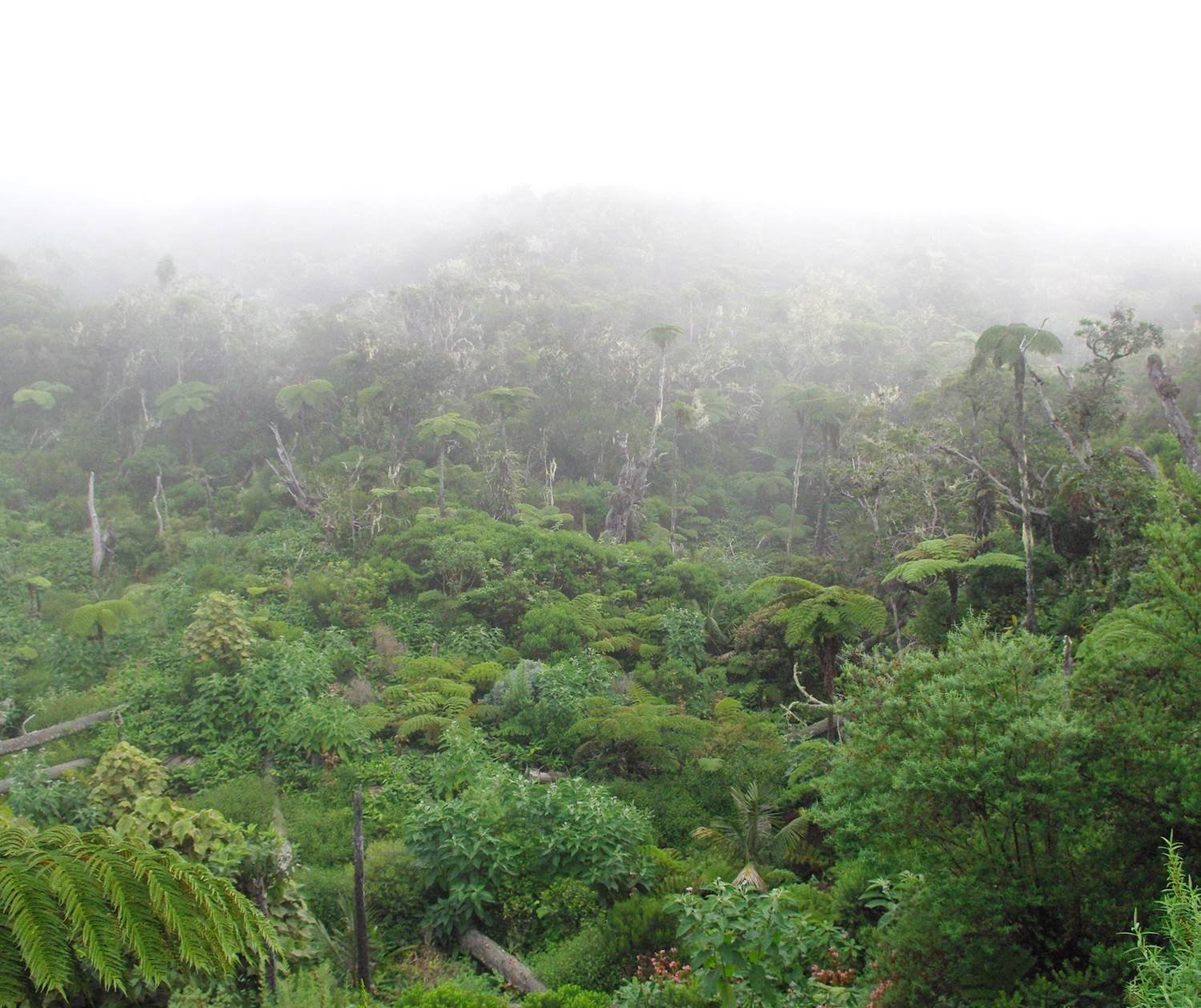 Forêt de la Plaine des Chicots