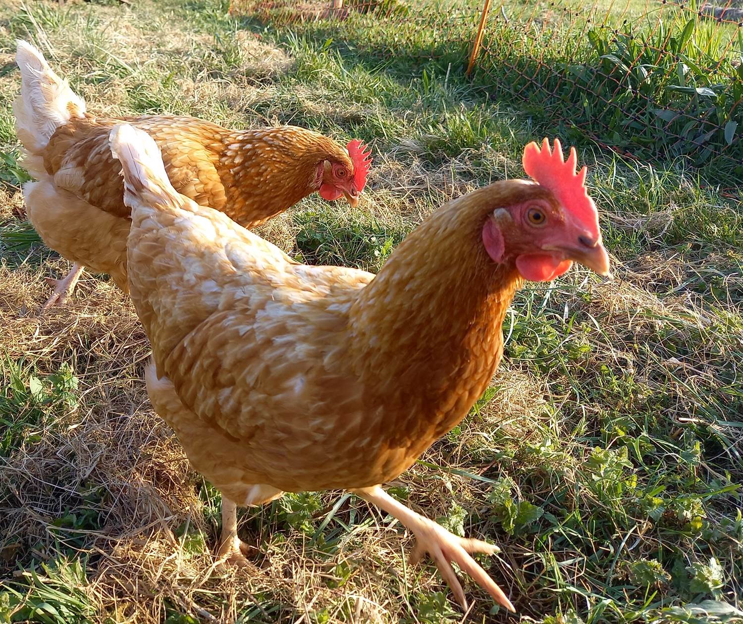 Les championnes de la ponte
