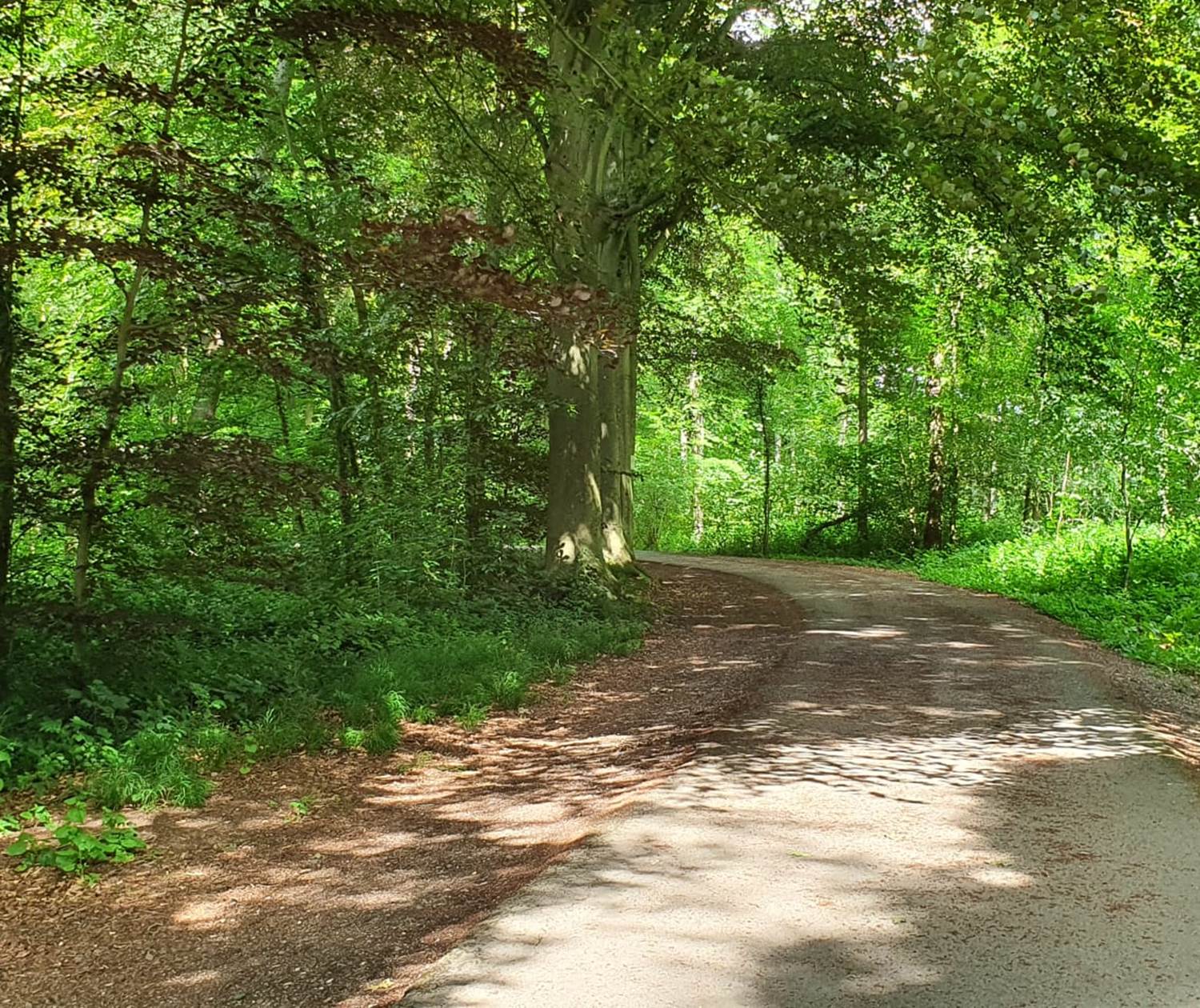 un passage dans le bois ...