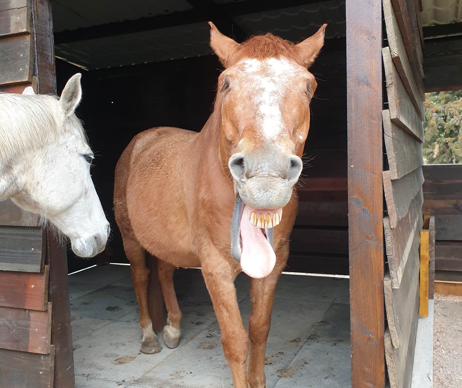 LES CHAMBRES DE MON P'TIT MAS - NIRVANA