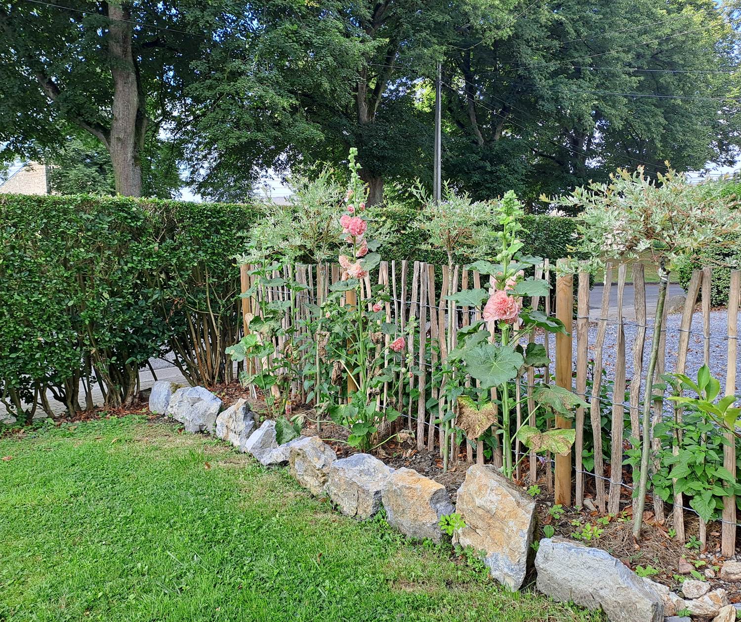 Barrière fleurie - Roses trémières