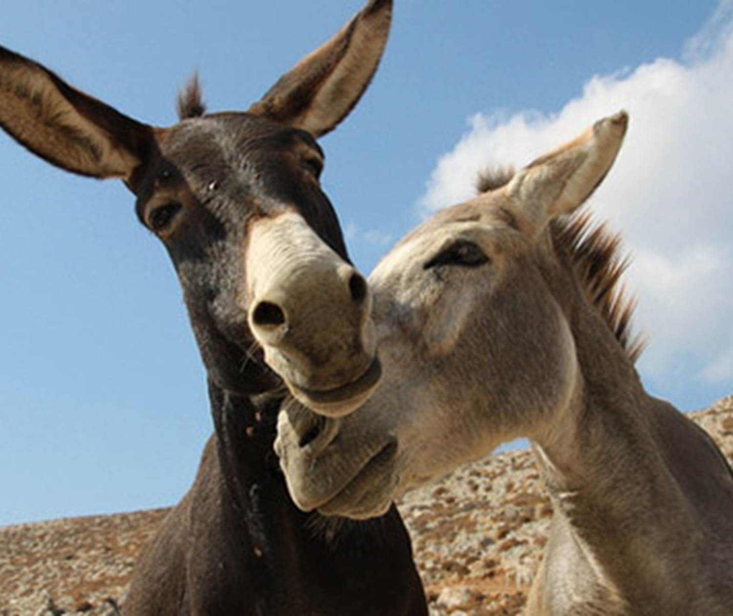 Villa Dolce Valle - Ragusa