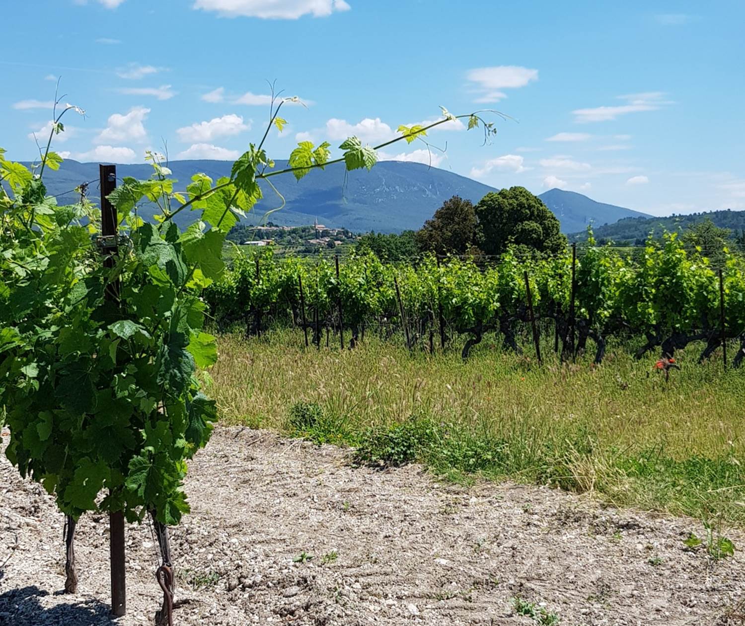Vignes_et_collines_saint_saturnin_les_apt