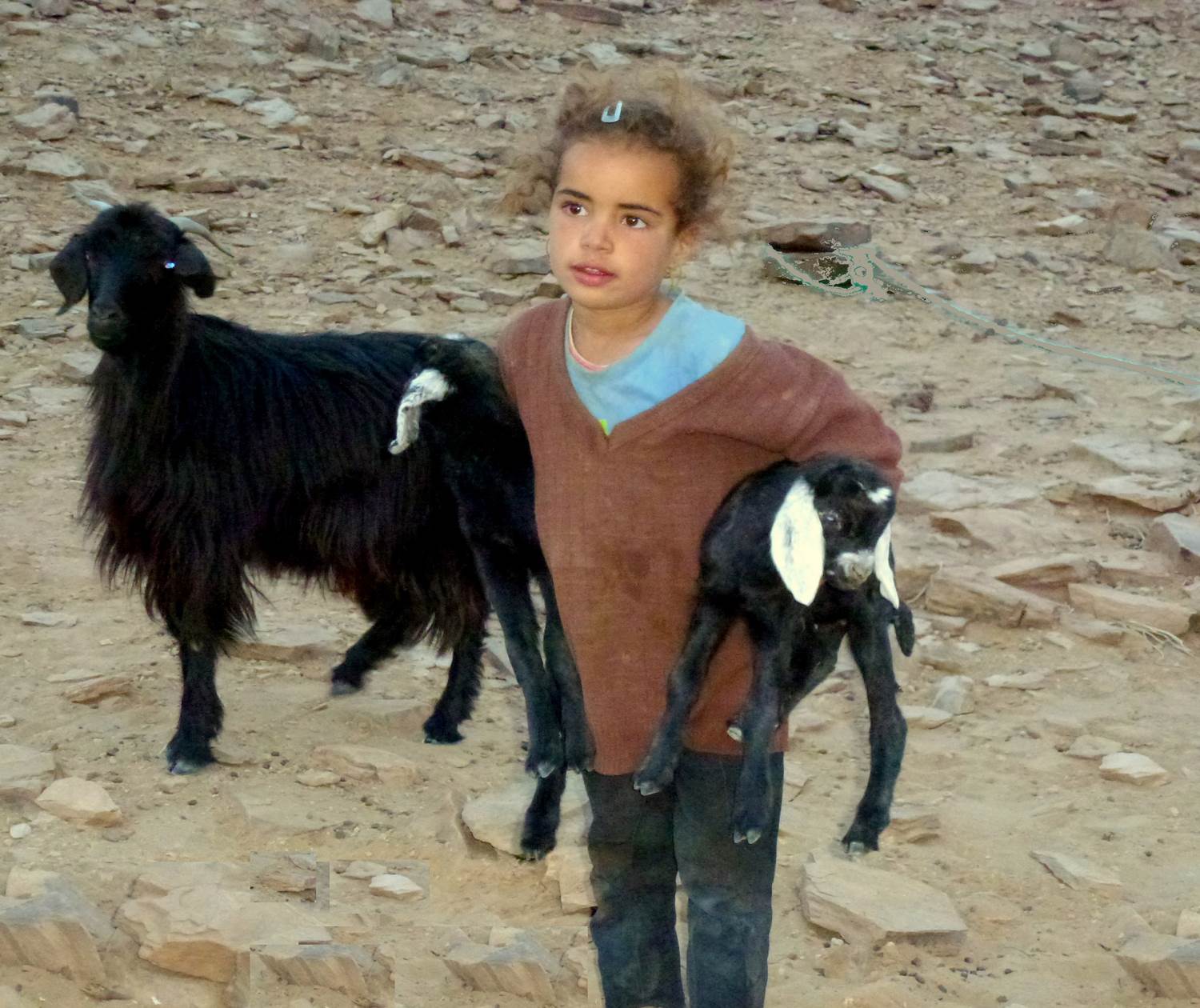 Petite fille nomade avec ses chèvres