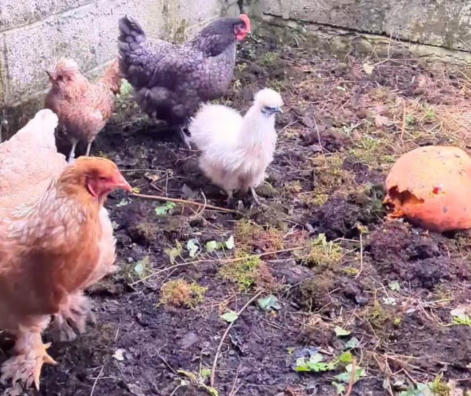 poule tri-sélectif recyclage hebergement-insolite