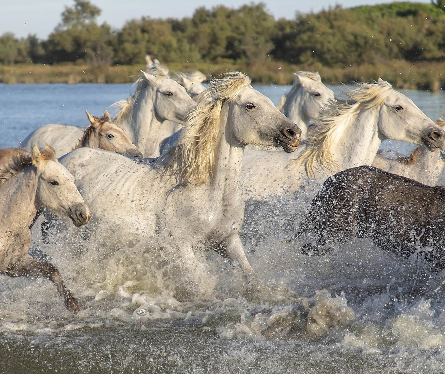 La Camargue