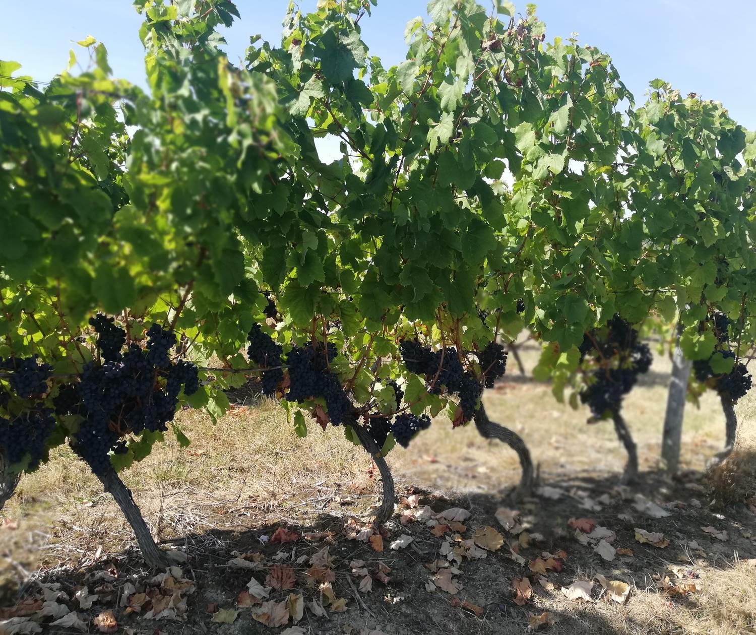 Le Domaine de Pouypardin