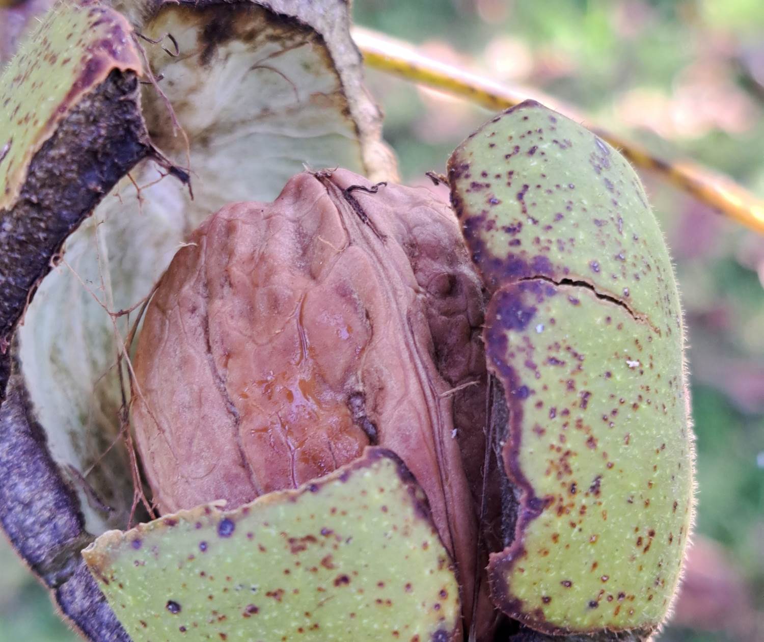 Noix Franquette bio du verger INYAQAB Dordogne Périgord