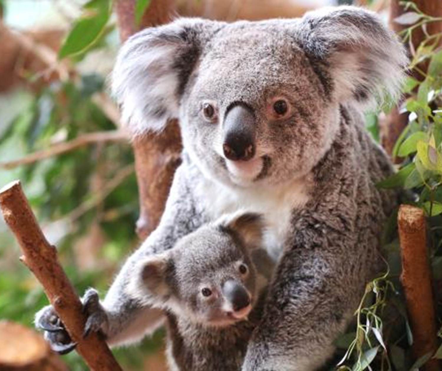 Koalas