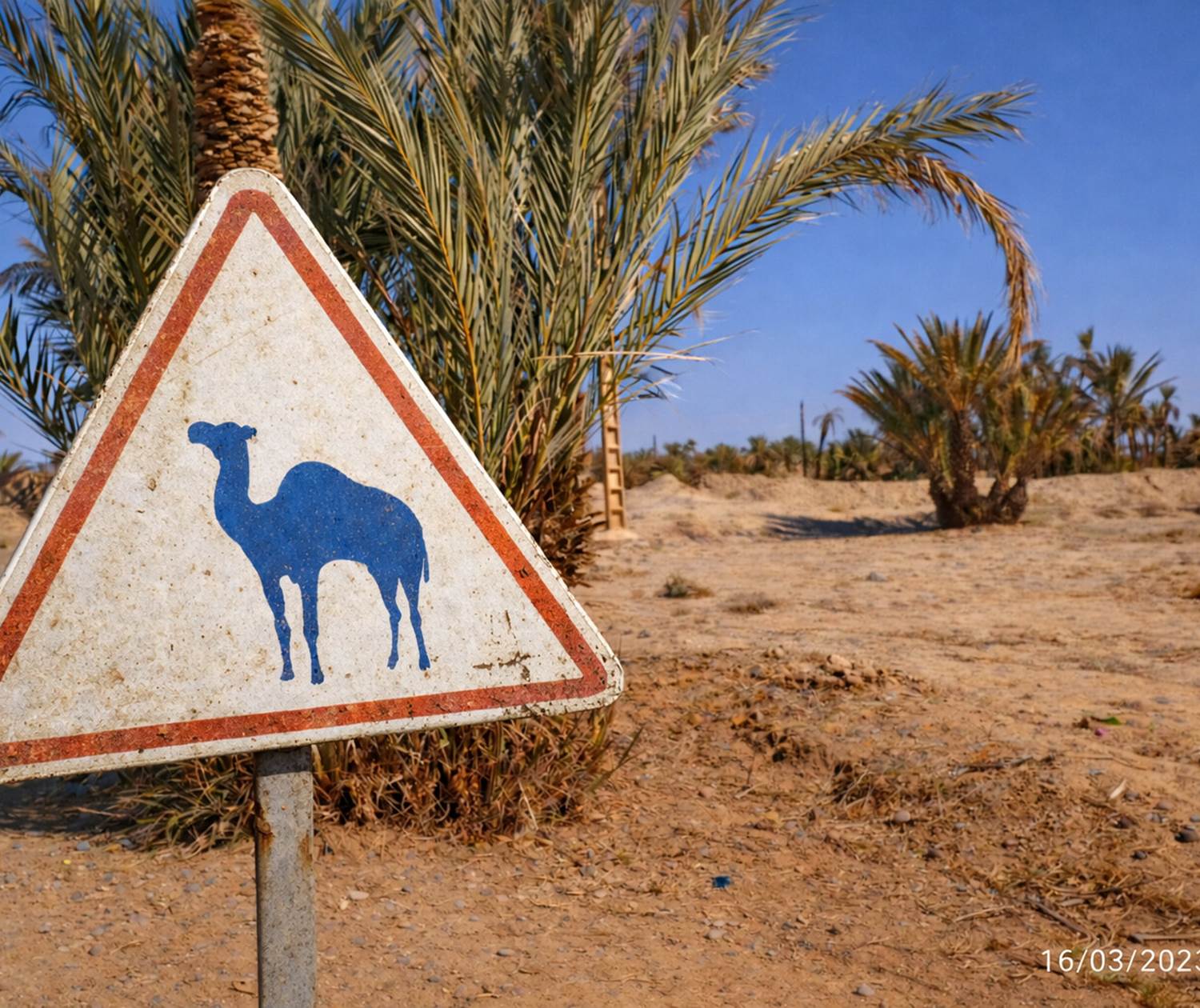 Passage de dromadaires !