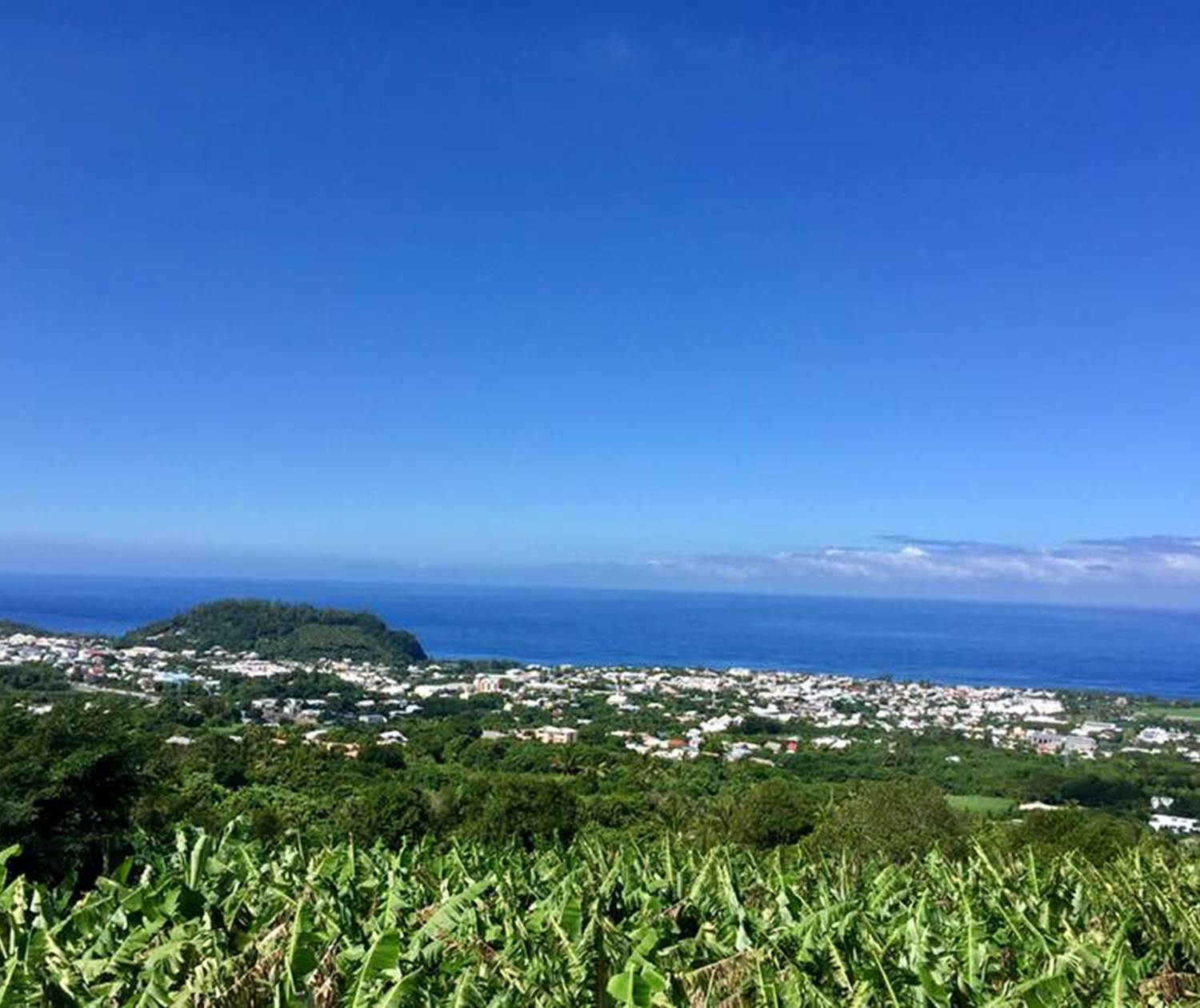 champs de canne et Piton Babet