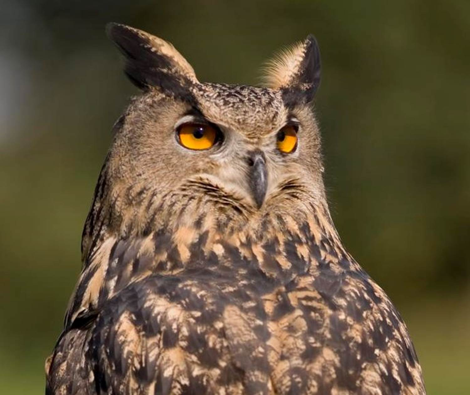 grand duc nature natura 2000 animaux faune correze