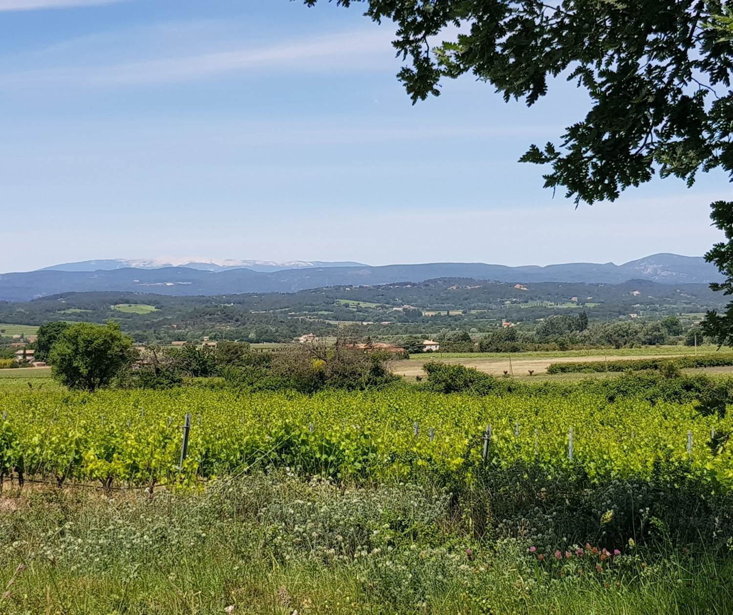 Vignes_Ventoux_Luberon
