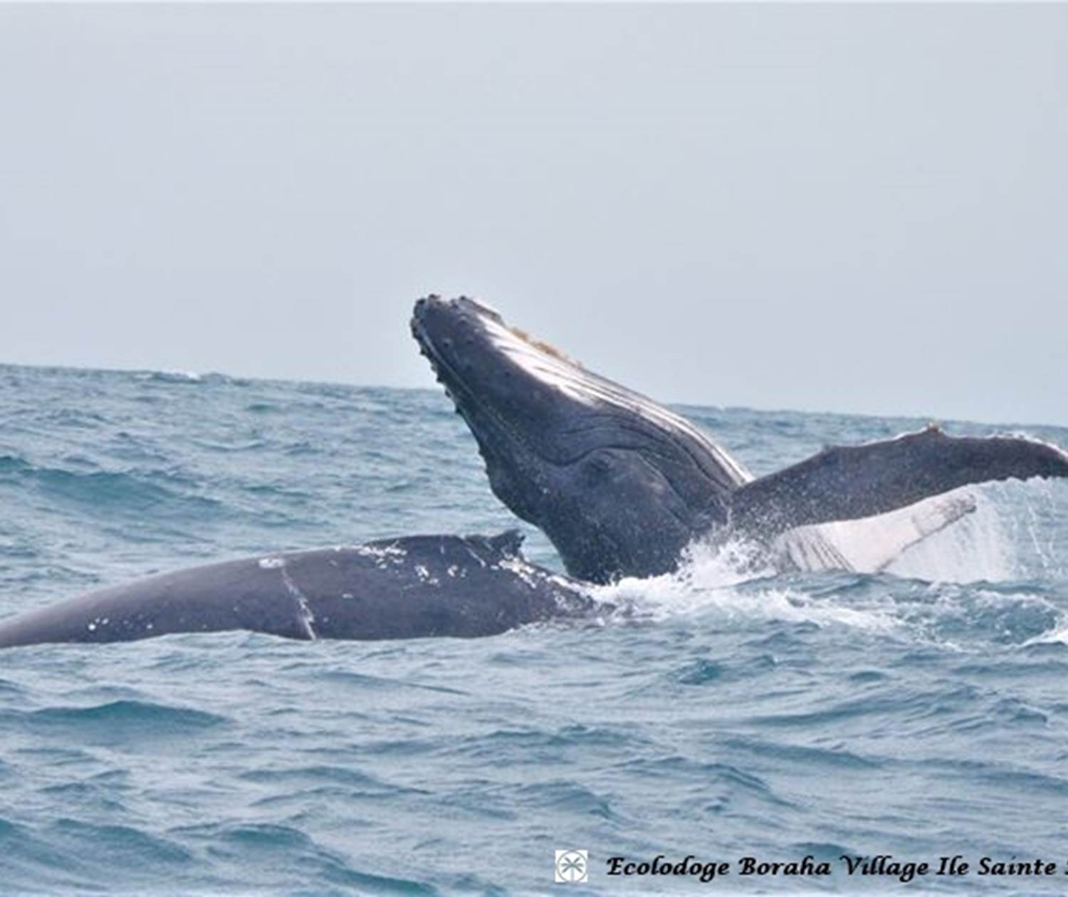 Baleine Boraha VIllage Ile Ste Marie Madagascar 18
