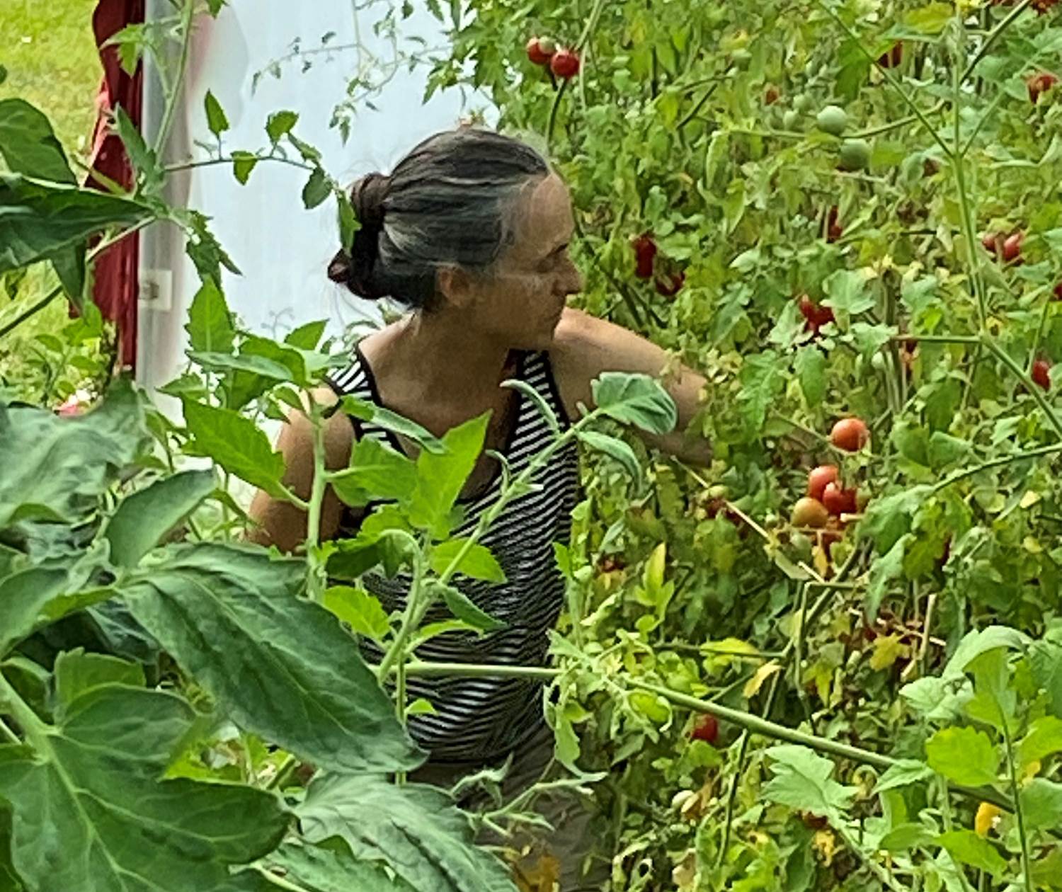Production de tomates dans la serre