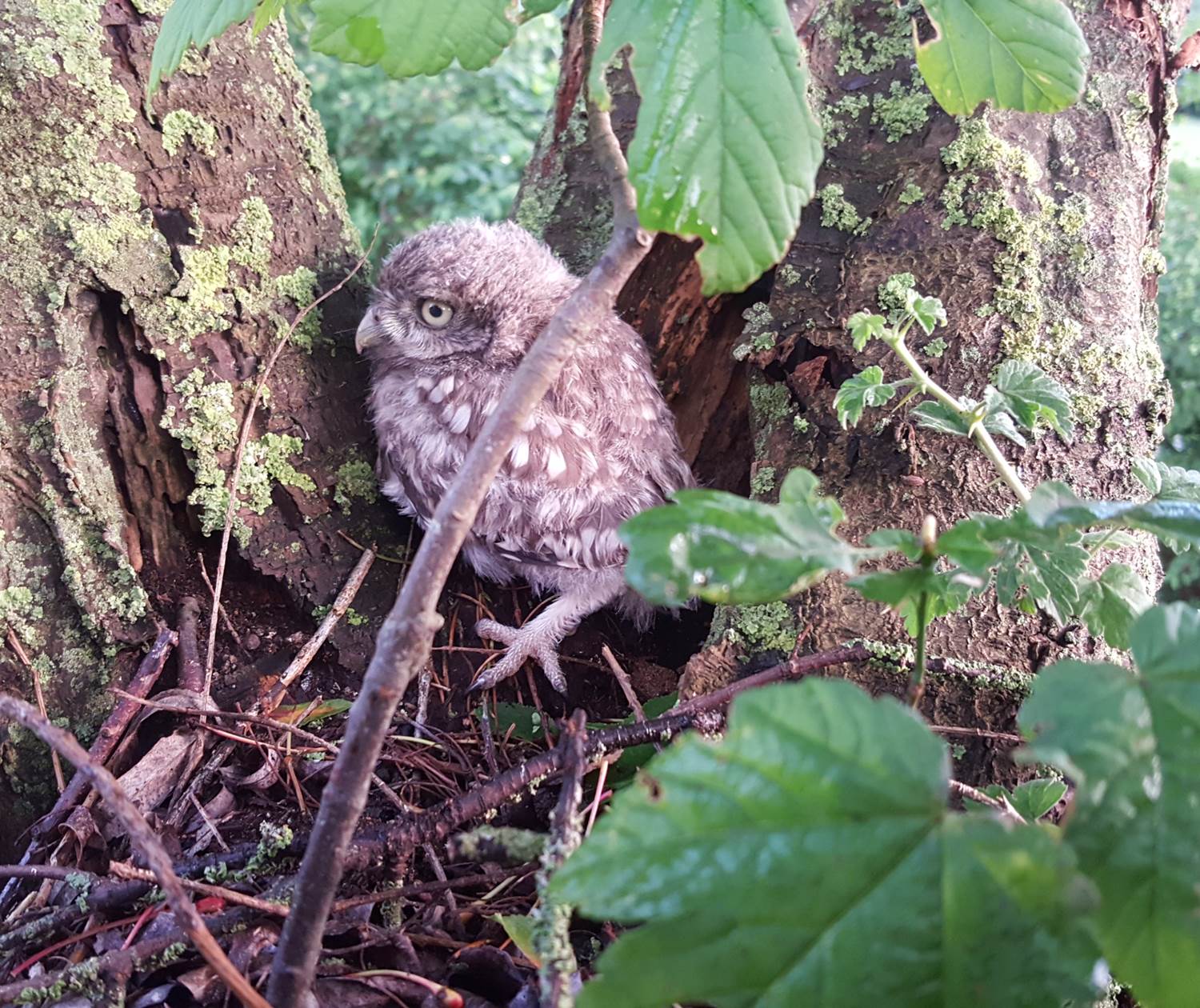 Chouette chevêche elle niche aux mout'ânes