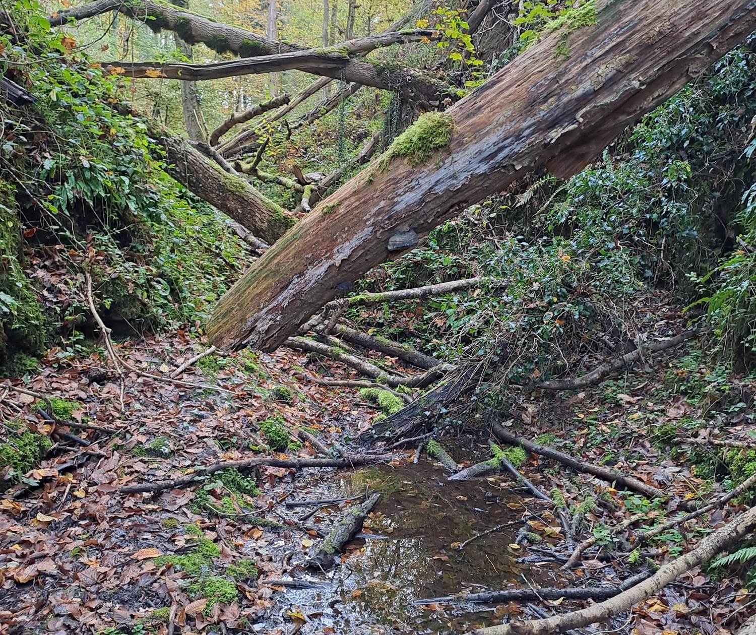 Enchevêtrement d'arbres dans le fond du canyon
