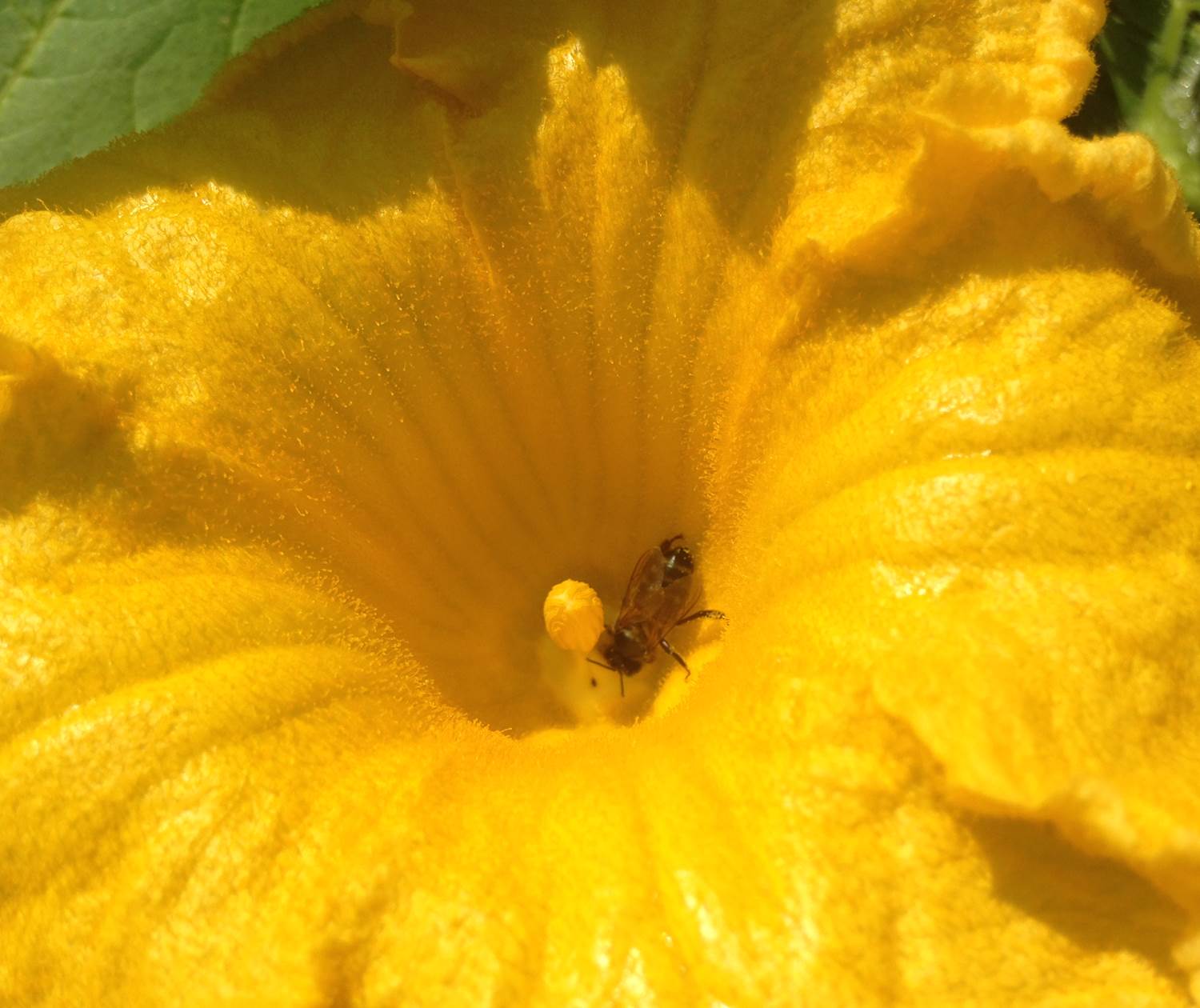 de l'utilité des abeilles et de la pollinisation - préserver l'environnement