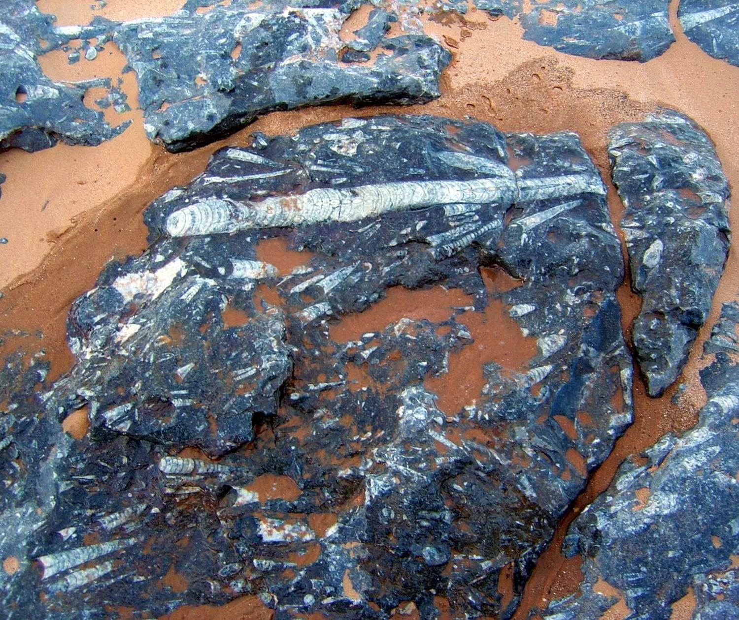 Les fossiles dela région d'Erfoud