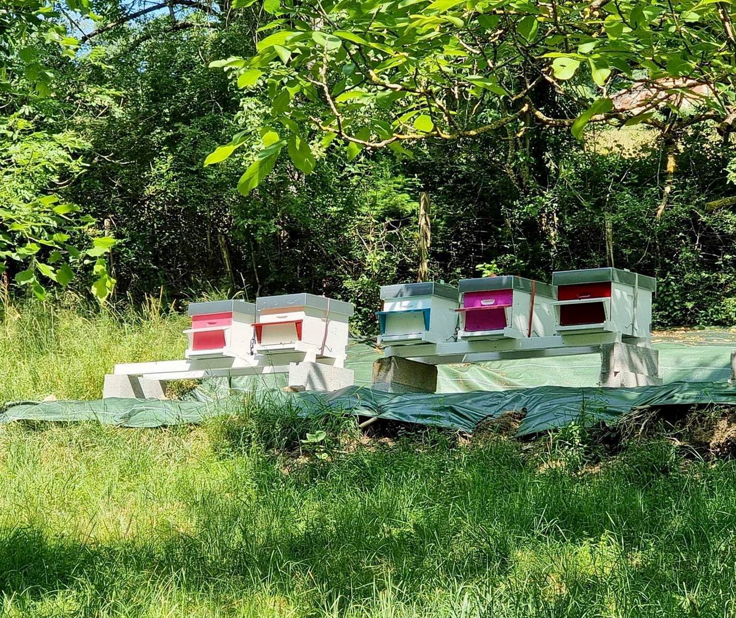 Les premières ruches