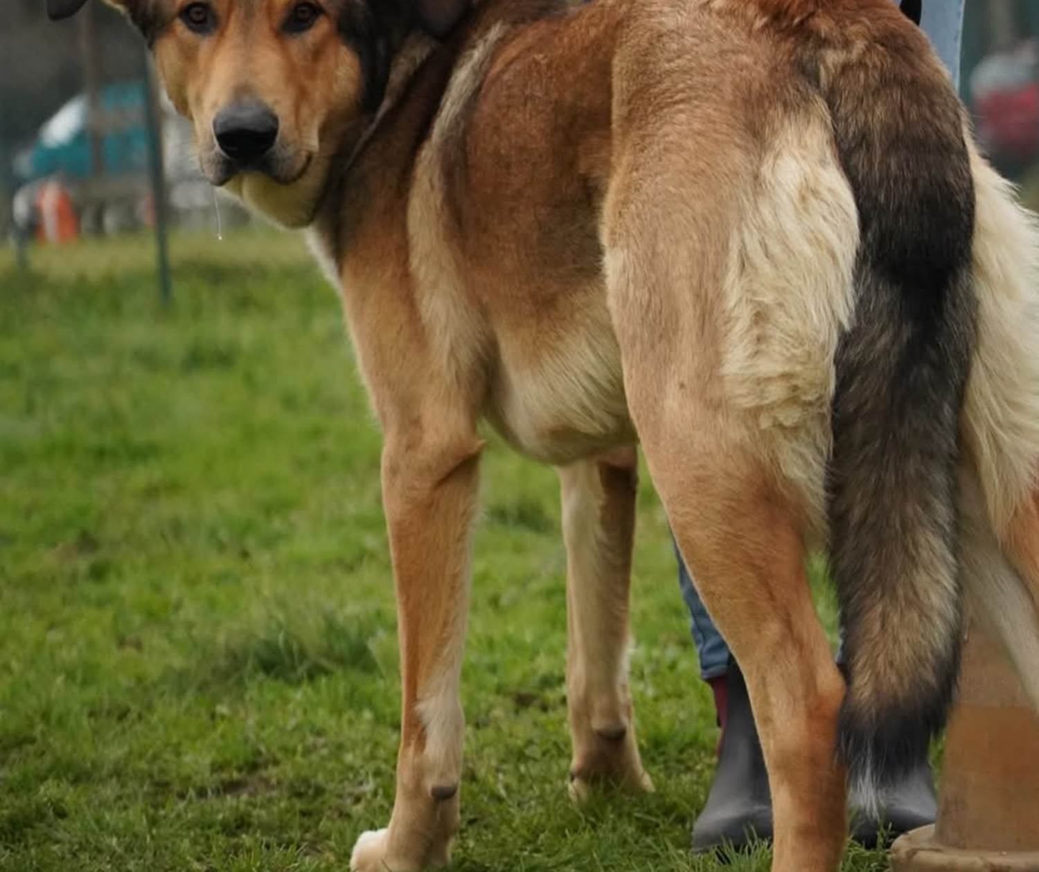 LES CHAMBRES DE MON P'TIT MAS - WILSON