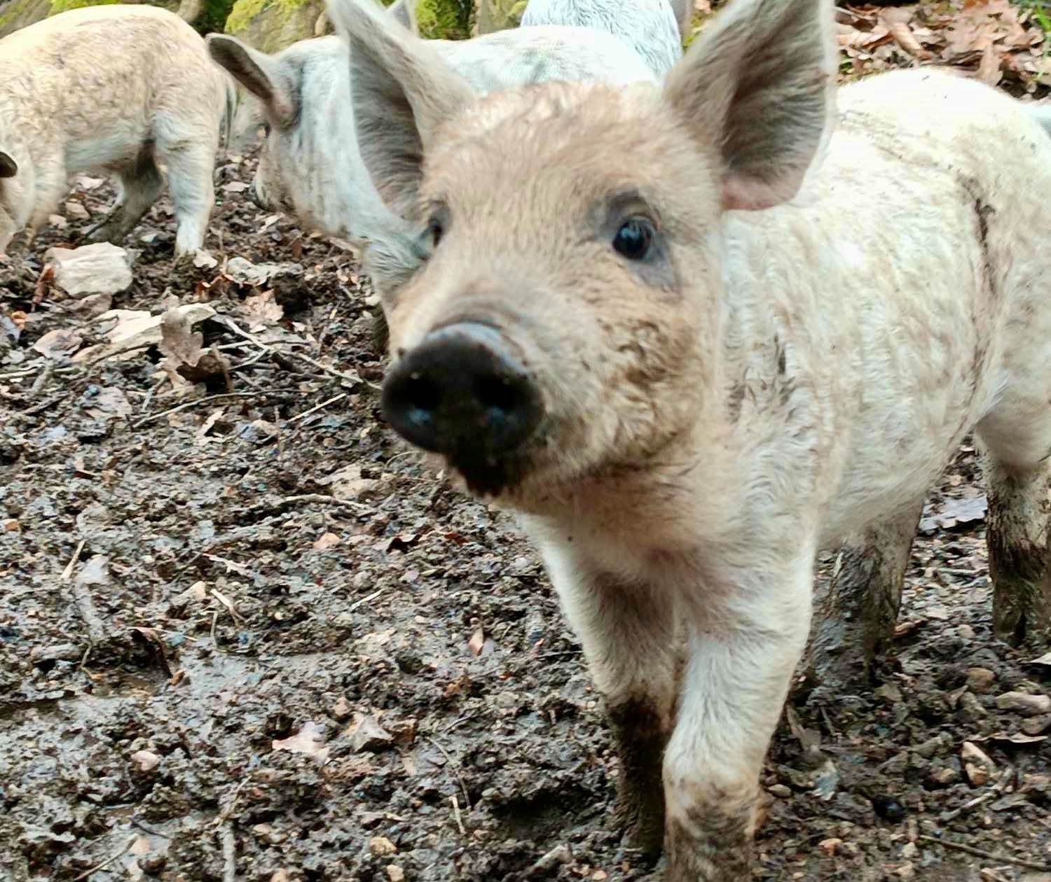 porcelet mangalica 2