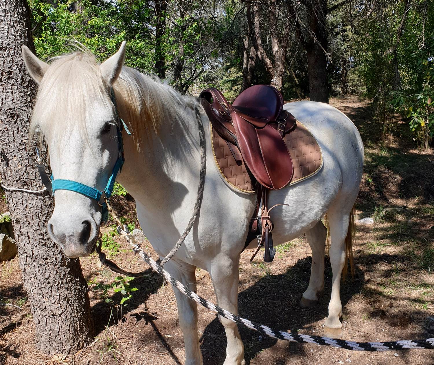 LES CHAMBRES DE MON P'TIT MAS- GARY