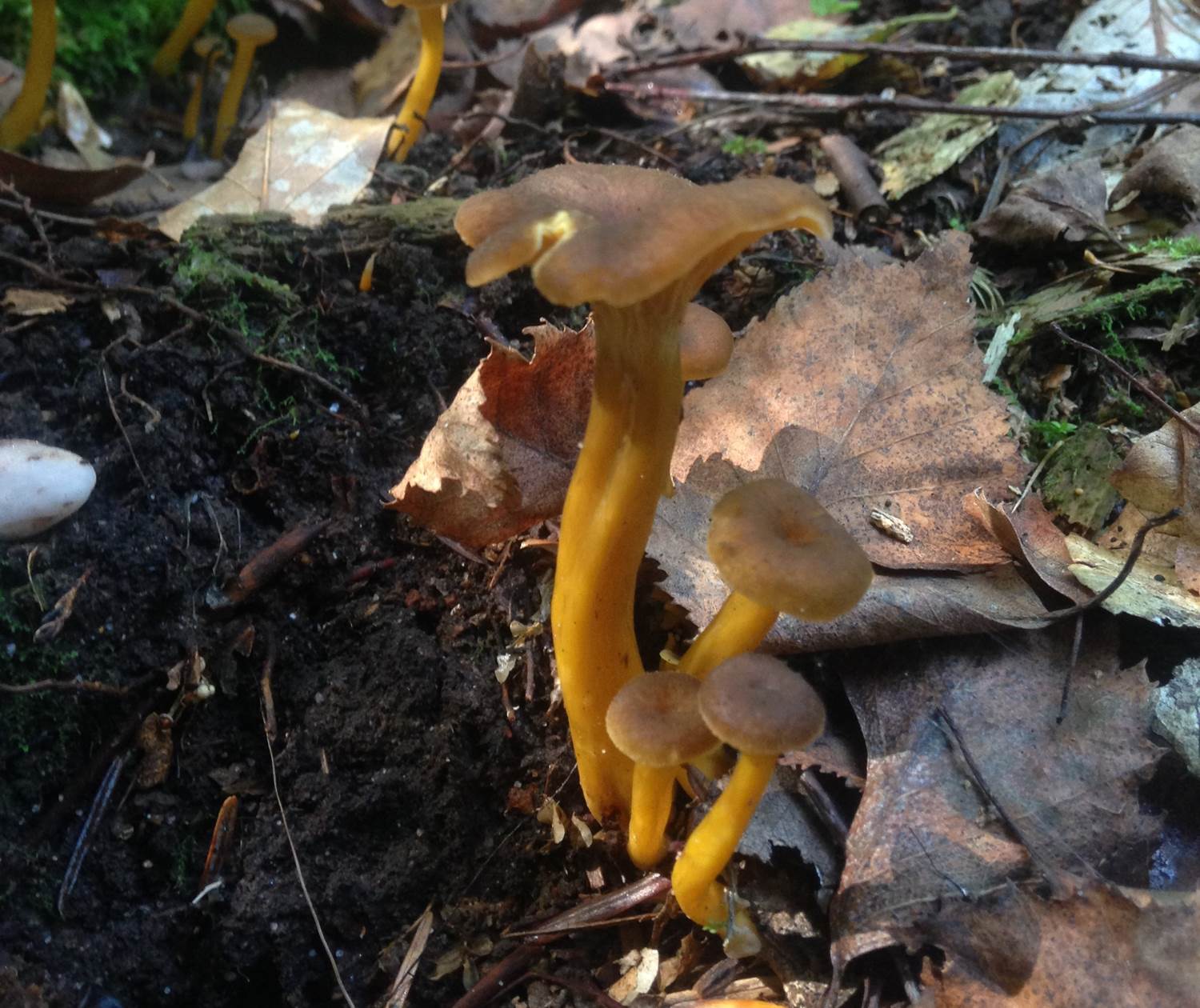 à la découvert des champignons de nos forêts vosgiennes