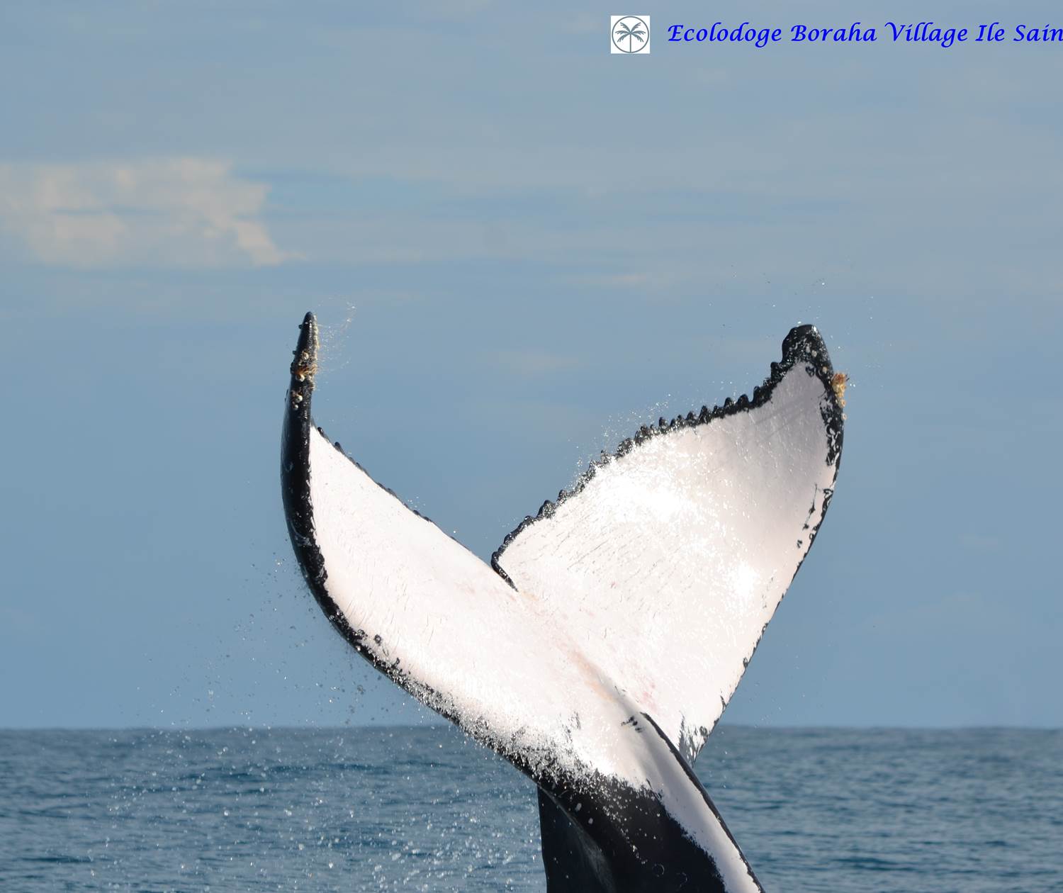 Baleine Boraha Village Ile Ste Marie Madagascar 32