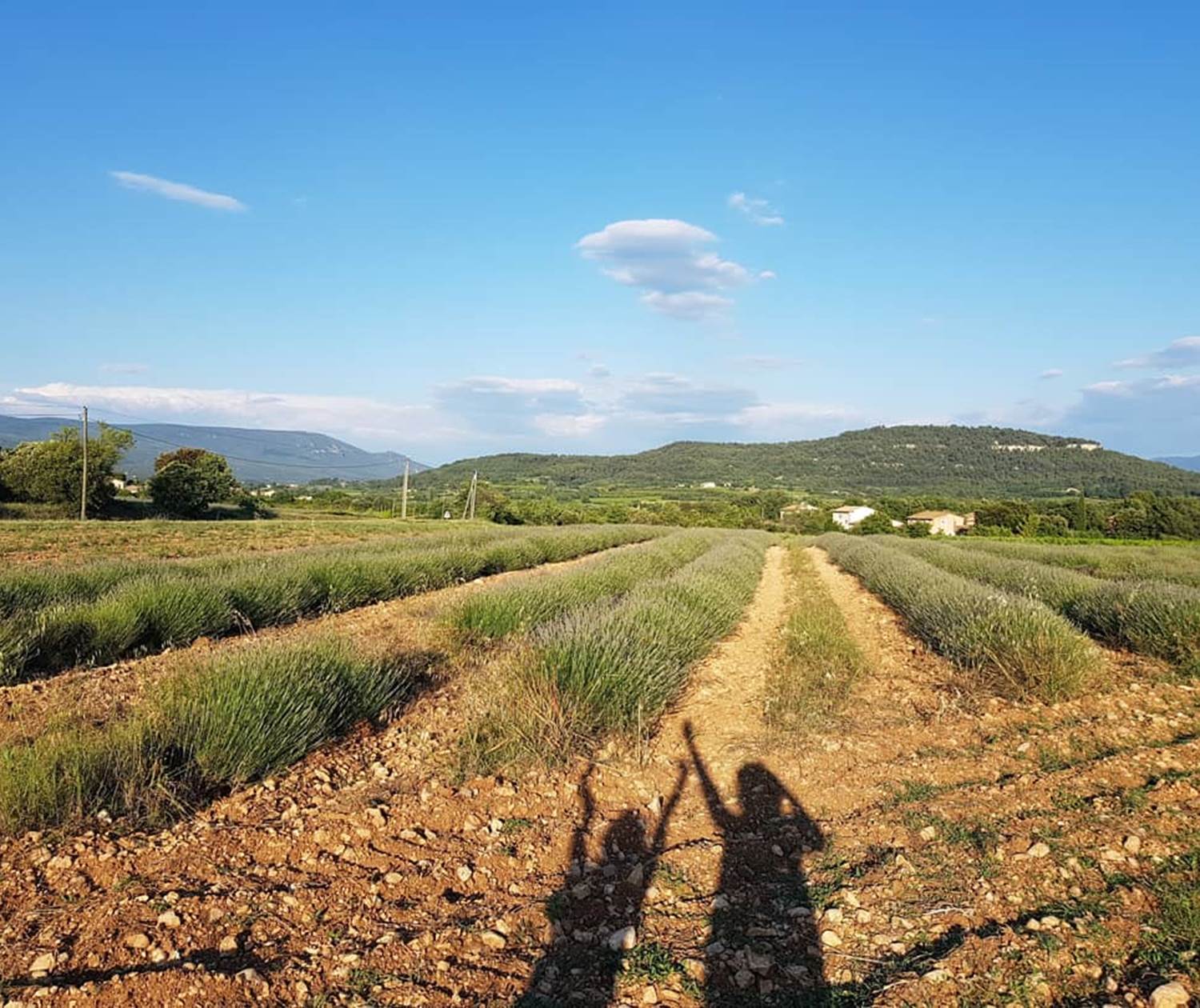 Colline_de_Perreal Saint_Saturnin_les_Apt_et_champs_de_lavande