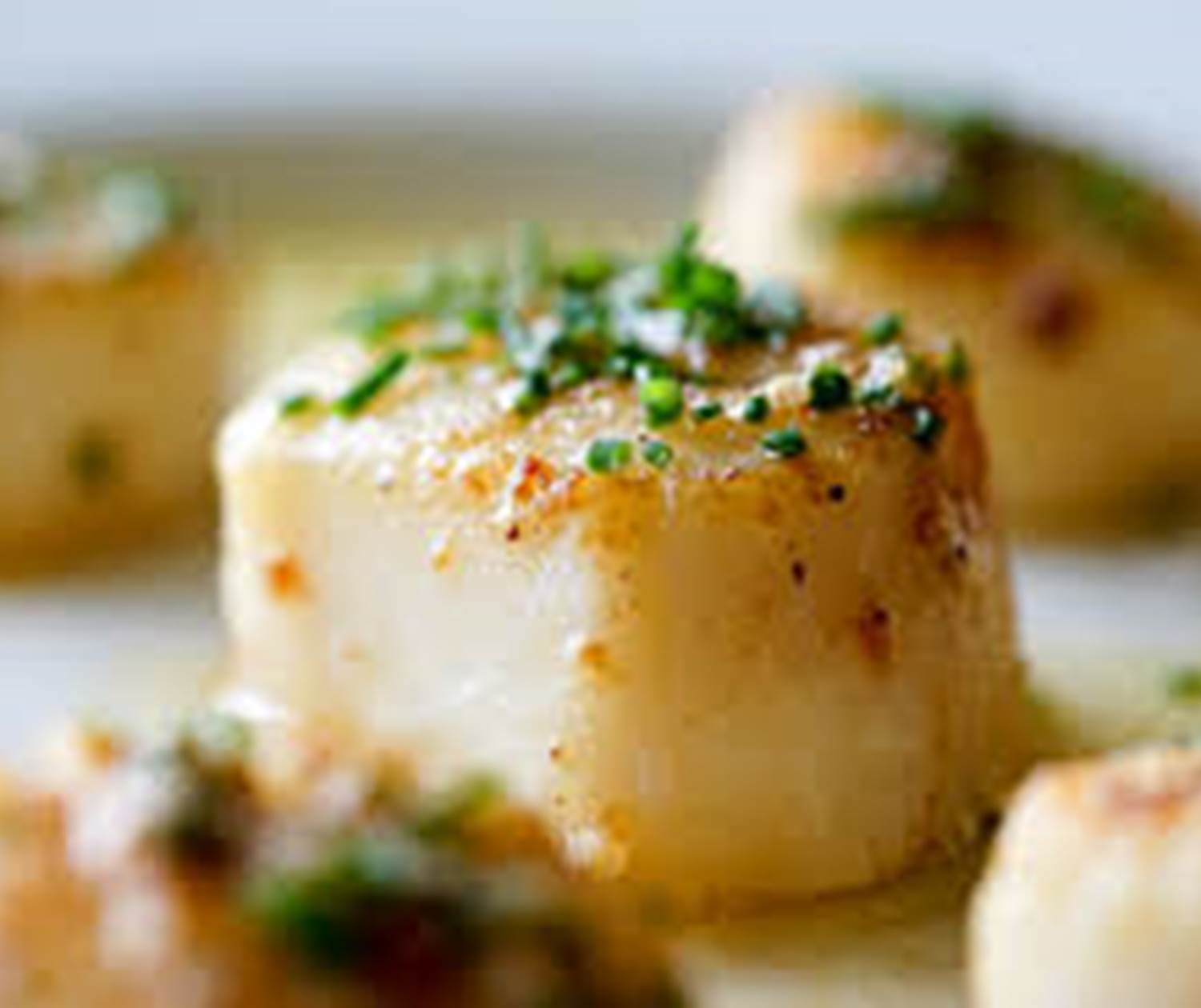 belles coquilles Saint Jacques