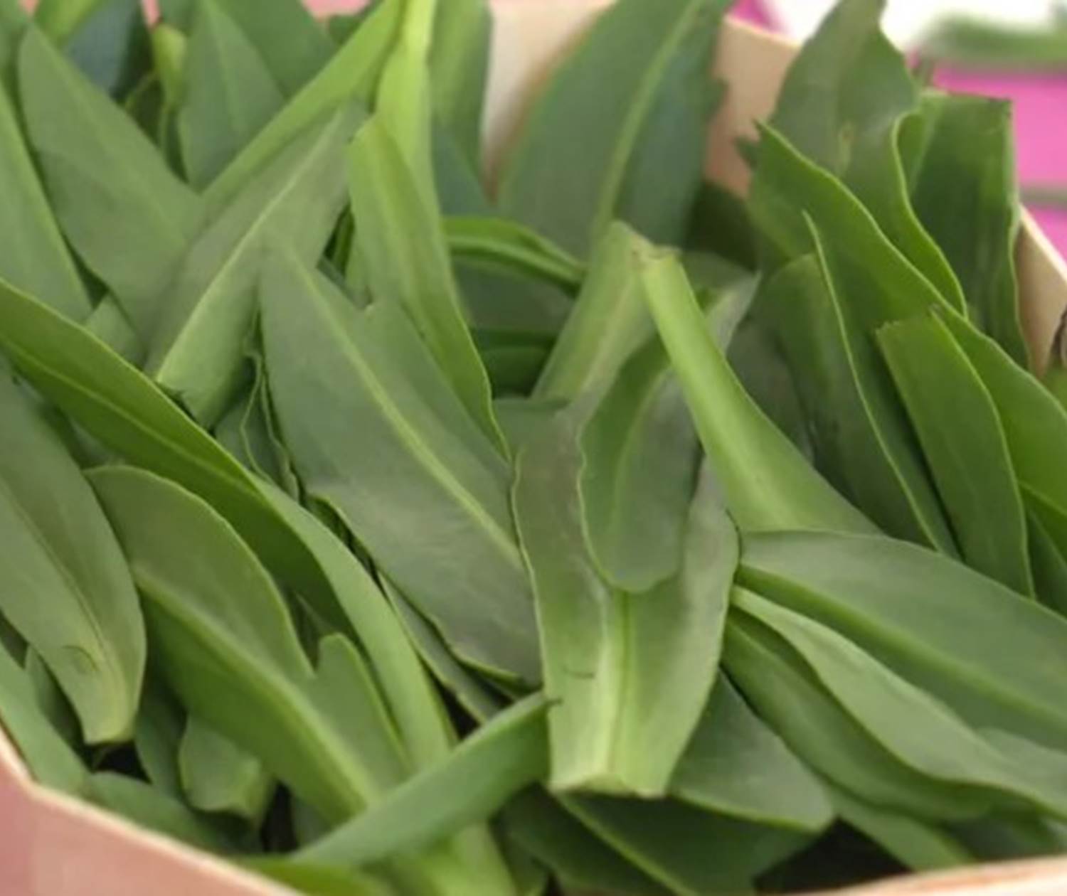 L'Aster maritime ou "Oreilles de Cochon" en Baie de Somme.