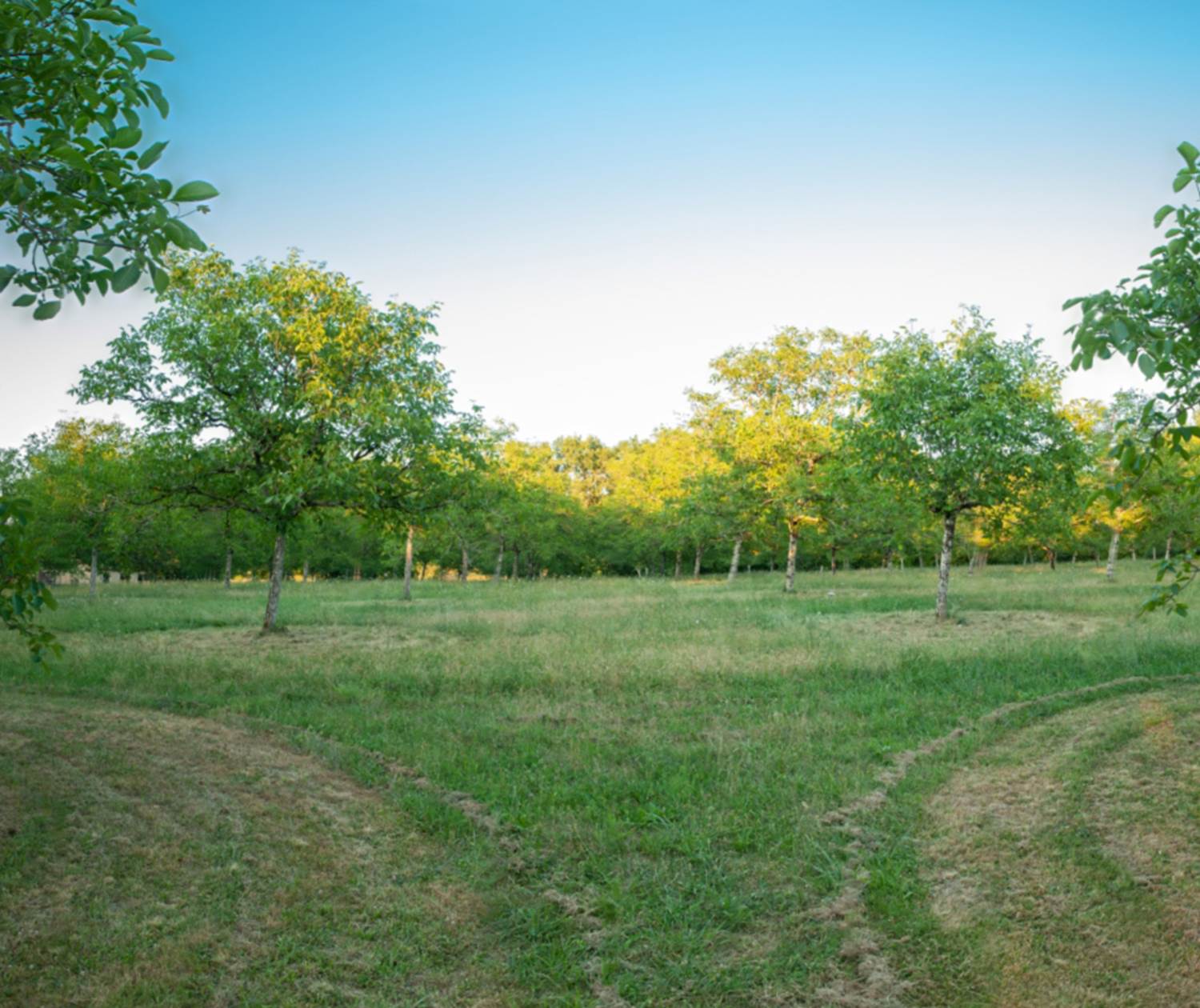 noyeraie bio INYAQAB