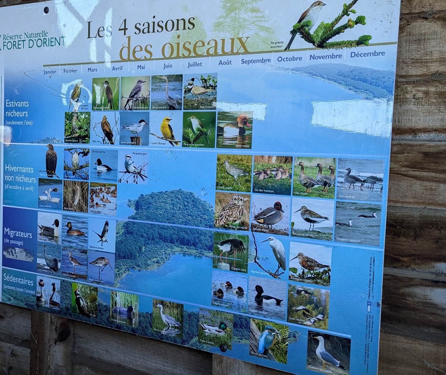 observation-ornithologique-sur-les-lacs-de-la-forêt-d-orient