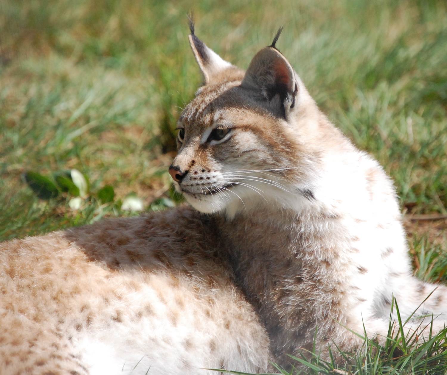 lynx