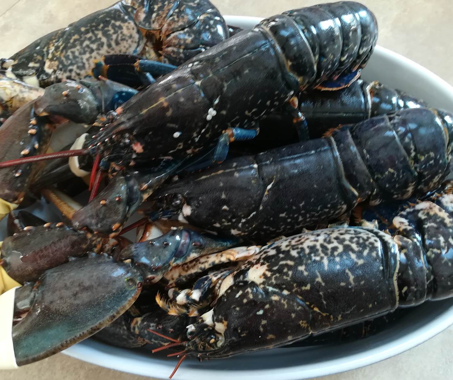 Kergroaz Maner Homard de nos cotes menu avec supplément