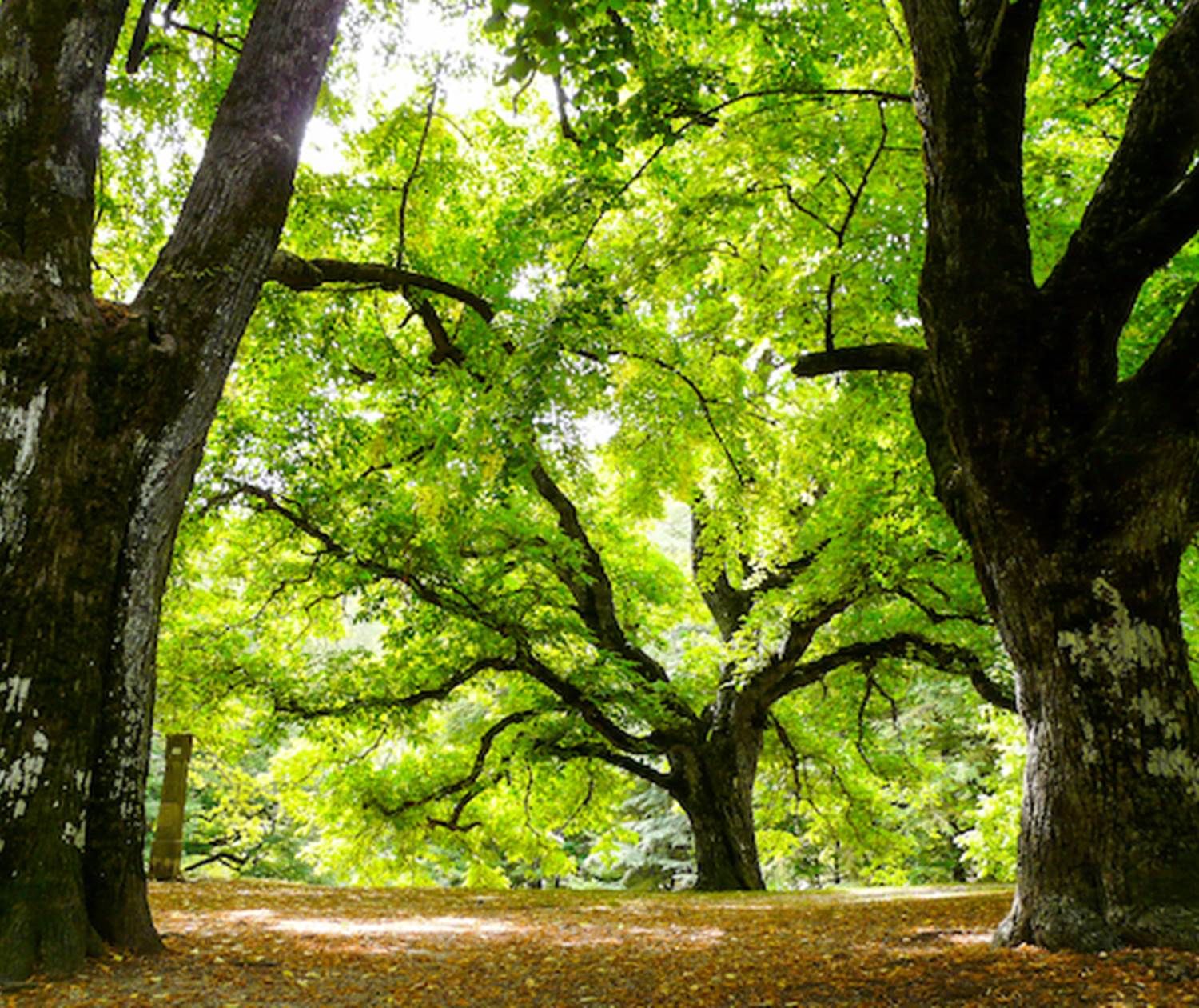 La foret vers Notre Dame de Lure