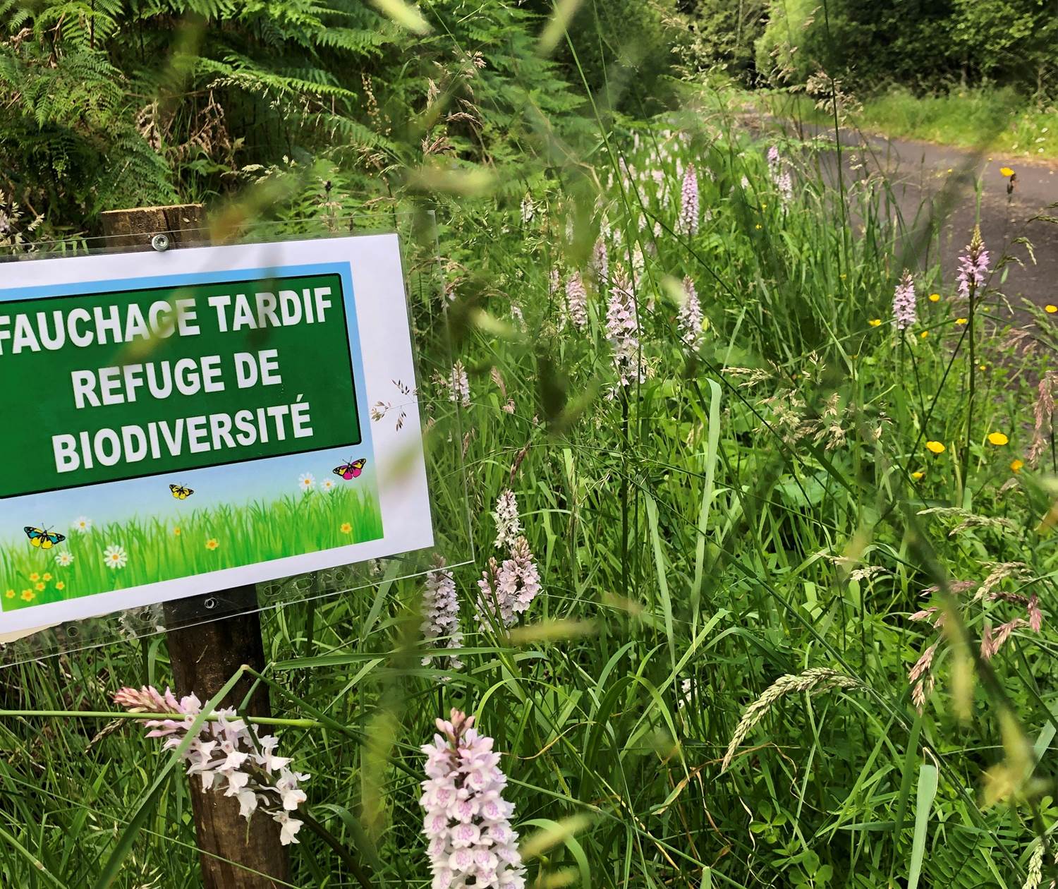 fauchage tardif, refuge de biodiversité