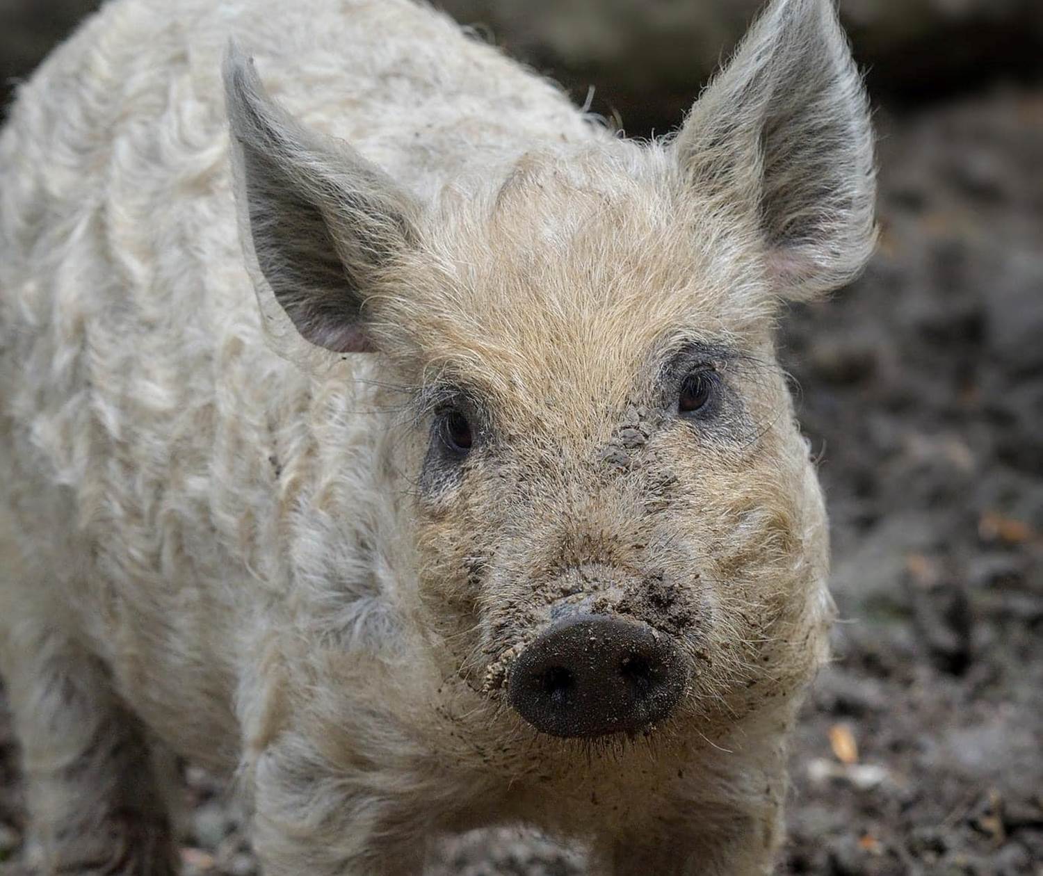 porcelet mangalica