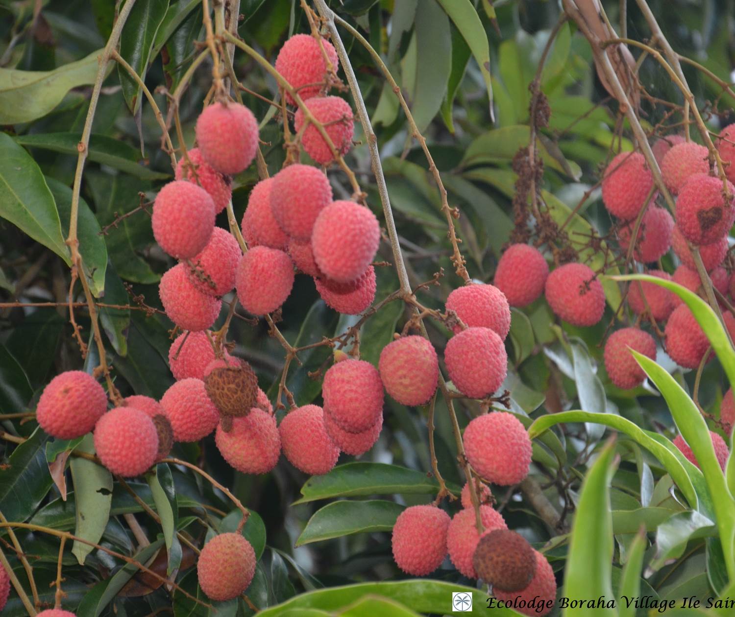 Jardin Boraha Village Ile Ste Marie Madagascar 08