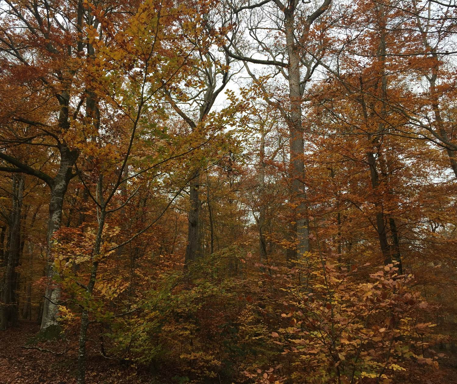Automne en foret