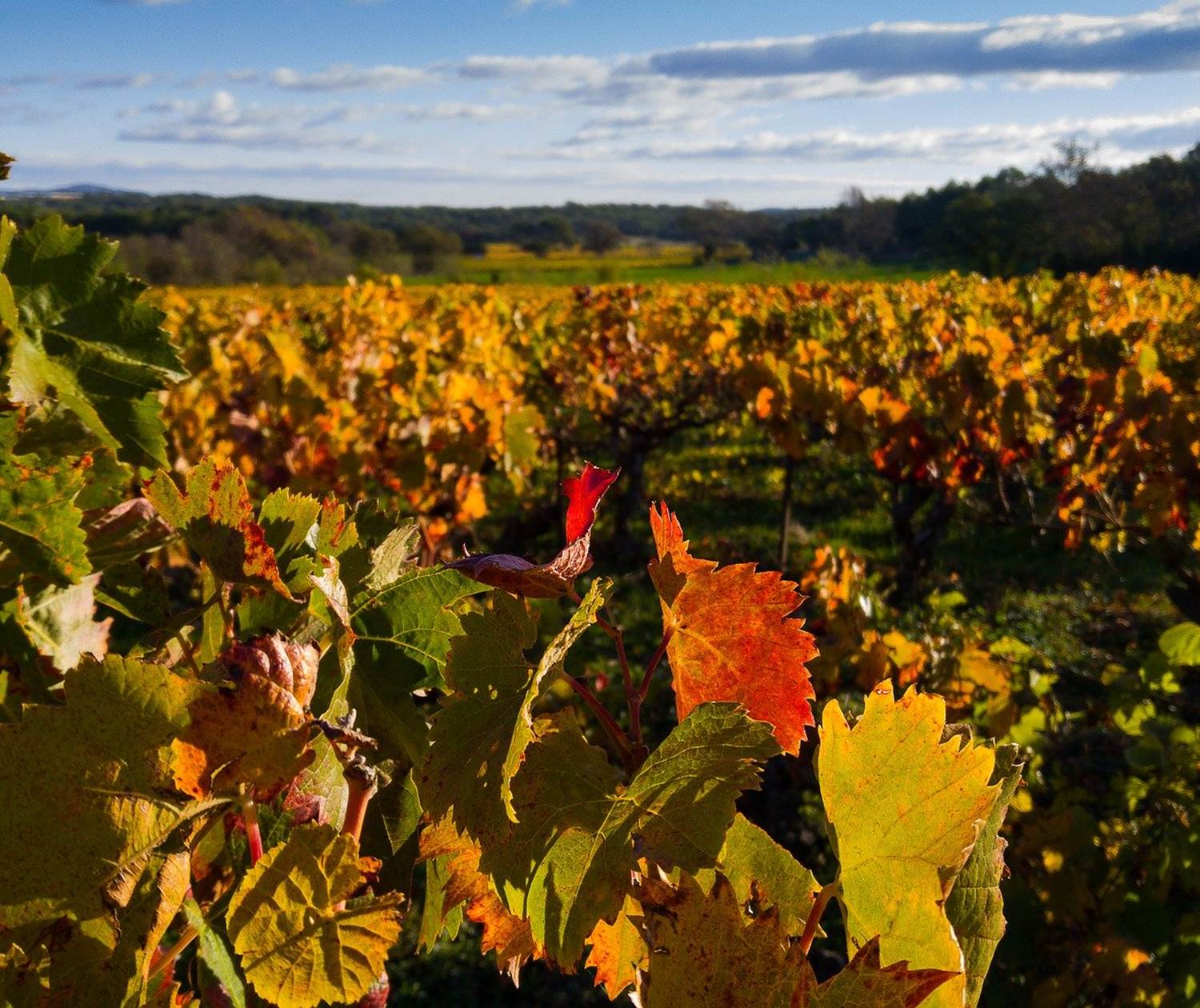 Vignes en habit d'automne Image par Jacqueline Macou