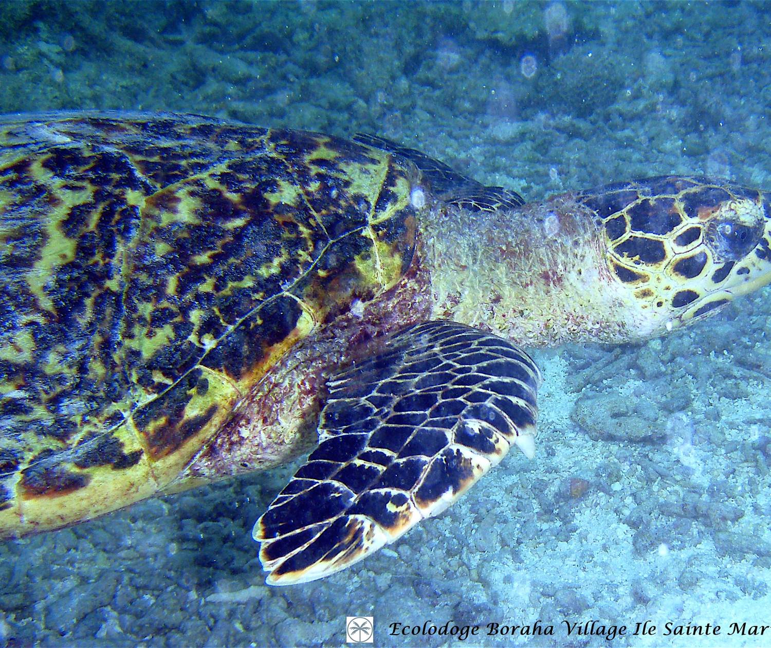 Faune Marine Boraha Village Ile Ste Marie Madagascar 16
