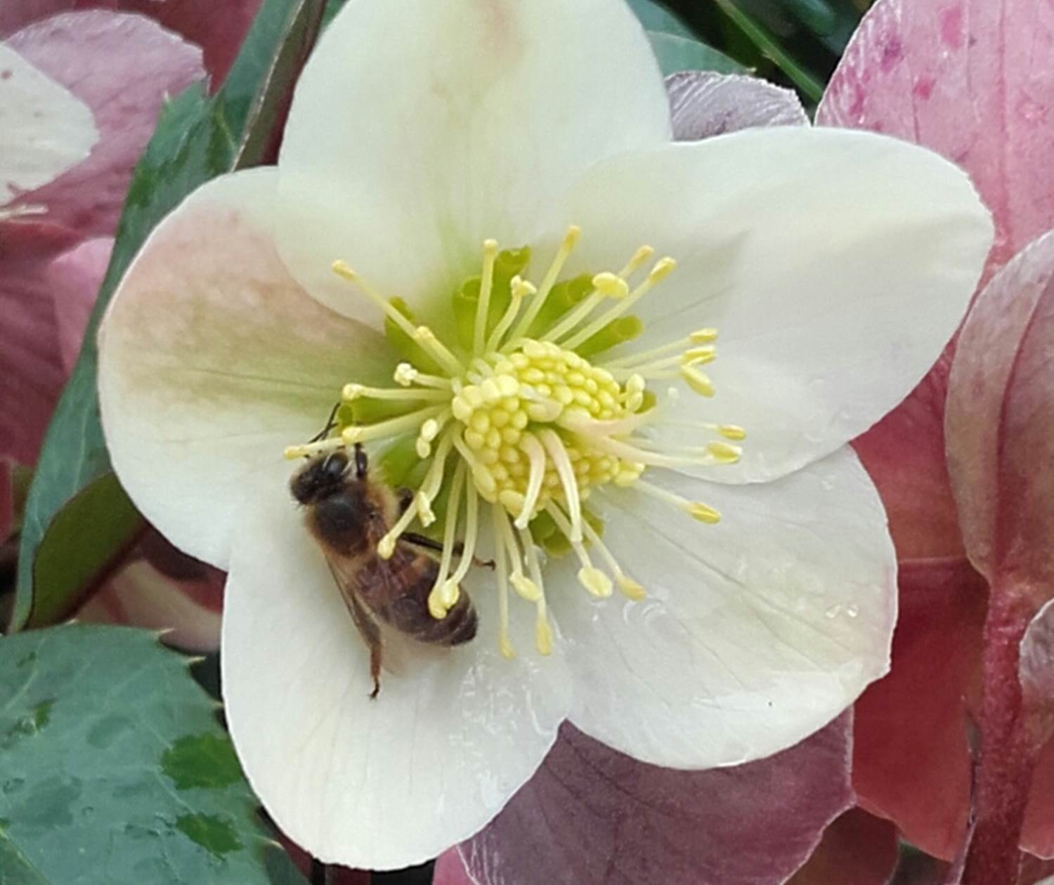 Abeille dans une rose de Noël