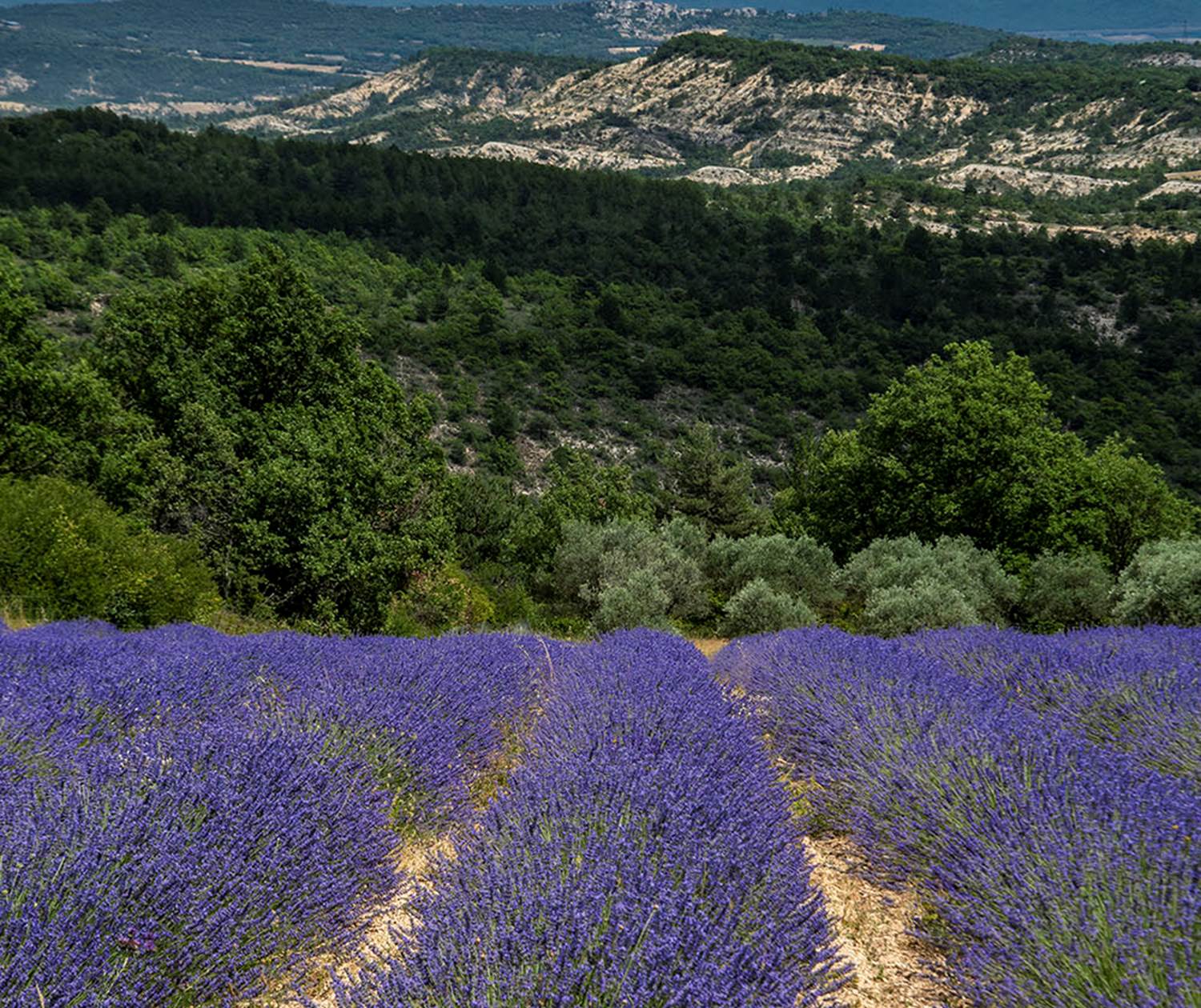 Lavandes en fleurs en Haute-Provence