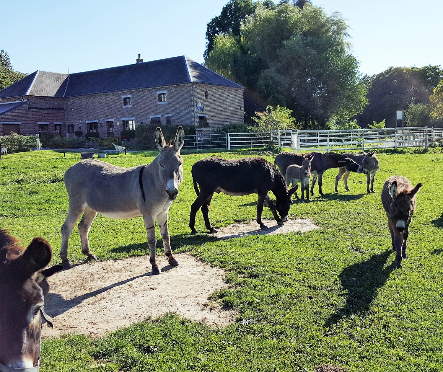 Nos ânes vous acceuillent